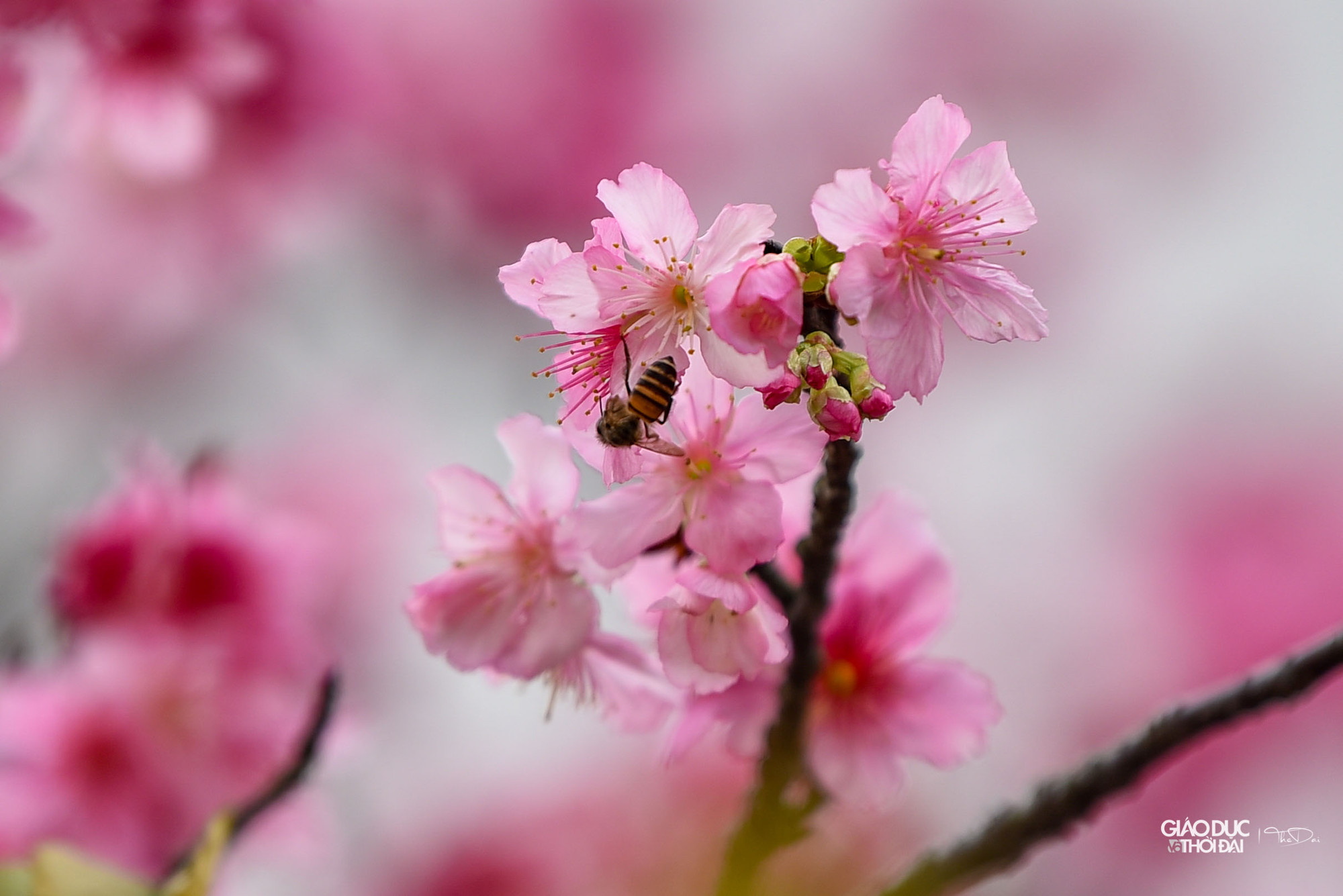 Cánh hoa mỏng manh như cánh bướm, e ấp dịu dàng trong cái rét lạnh của mùa đông. Cánh hoa mỏng manh như cánh bướm, e ấp dịu dàng trong cái rét lạnh của mùa đông.