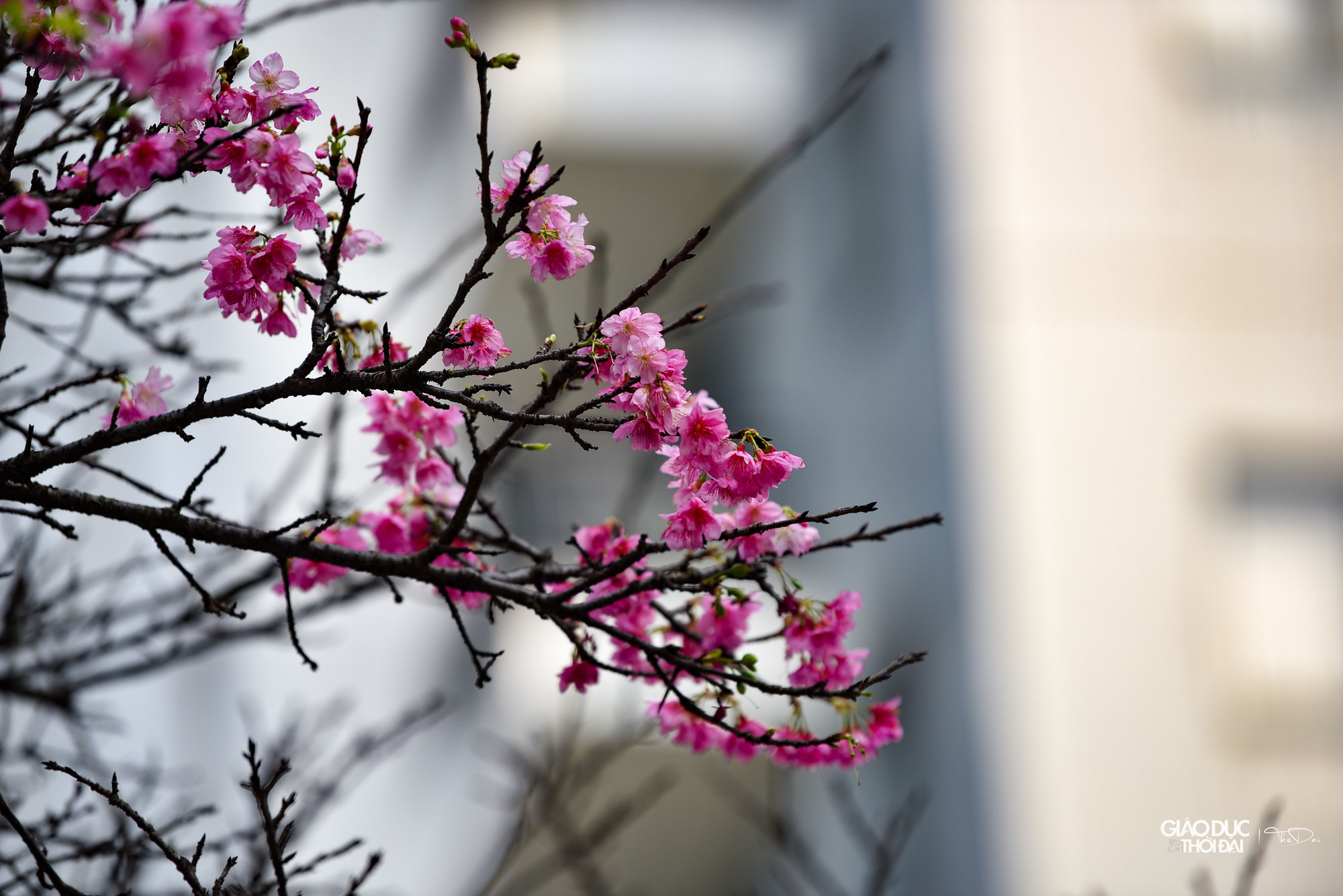 Chia sẻ về nguồn gốc của hoa anh đào, một số nhân viên tại đây cho biết, từ năm 1997, những người bạn Nhật đã tặng khoảng 100 gốc hoa anh đào cho Việt Nam và được trồng tại Làng Việt Nhật (nay gọi là Làng hoa Thụy Khuê). Chia sẻ về nguồn gốc của hoa anh đào, một số nhân viên tại đây cho biết, từ năm 1997, những người bạn Nhật đã tặng khoảng 100 gốc hoa anh đào cho Việt Nam và được trồng tại Làng Việt Nhật (nay gọi là Làng hoa Thụy Khuê).