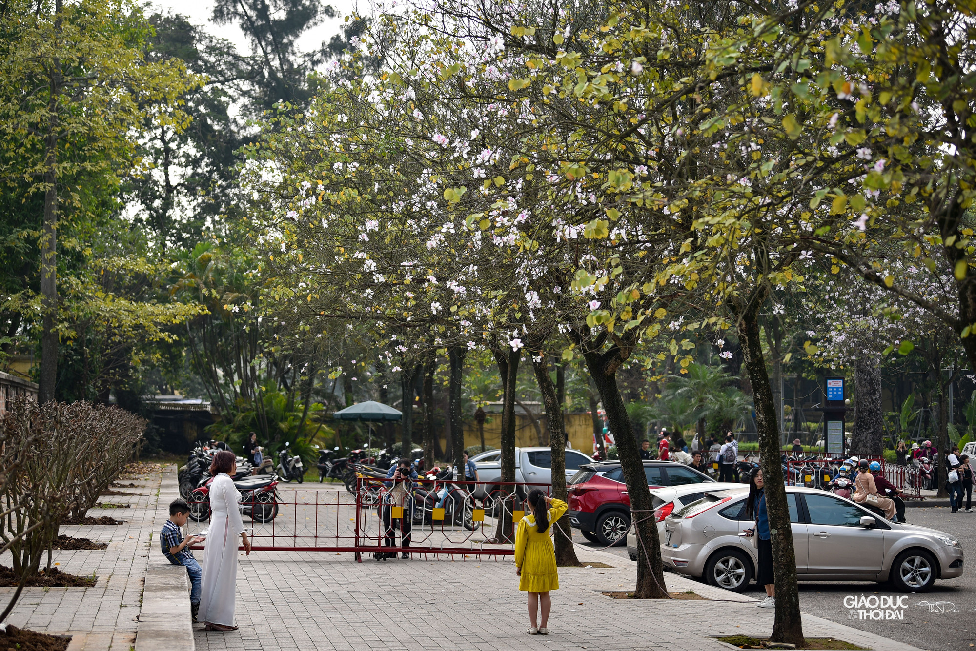 Loài hoa ban dường như chỉ có nơi núi rừng Tây Bắc, nhưng tại Hà Nội nhiều người có thể ngắm hoa ban nở rộ trên nhiều tuyến phố. Loài hoa ban dường như chỉ có nơi núi rừng Tây Bắc, nhưng tại Hà Nội nhiều người có thể ngắm hoa ban nở rộ trên nhiều tuyến phố.