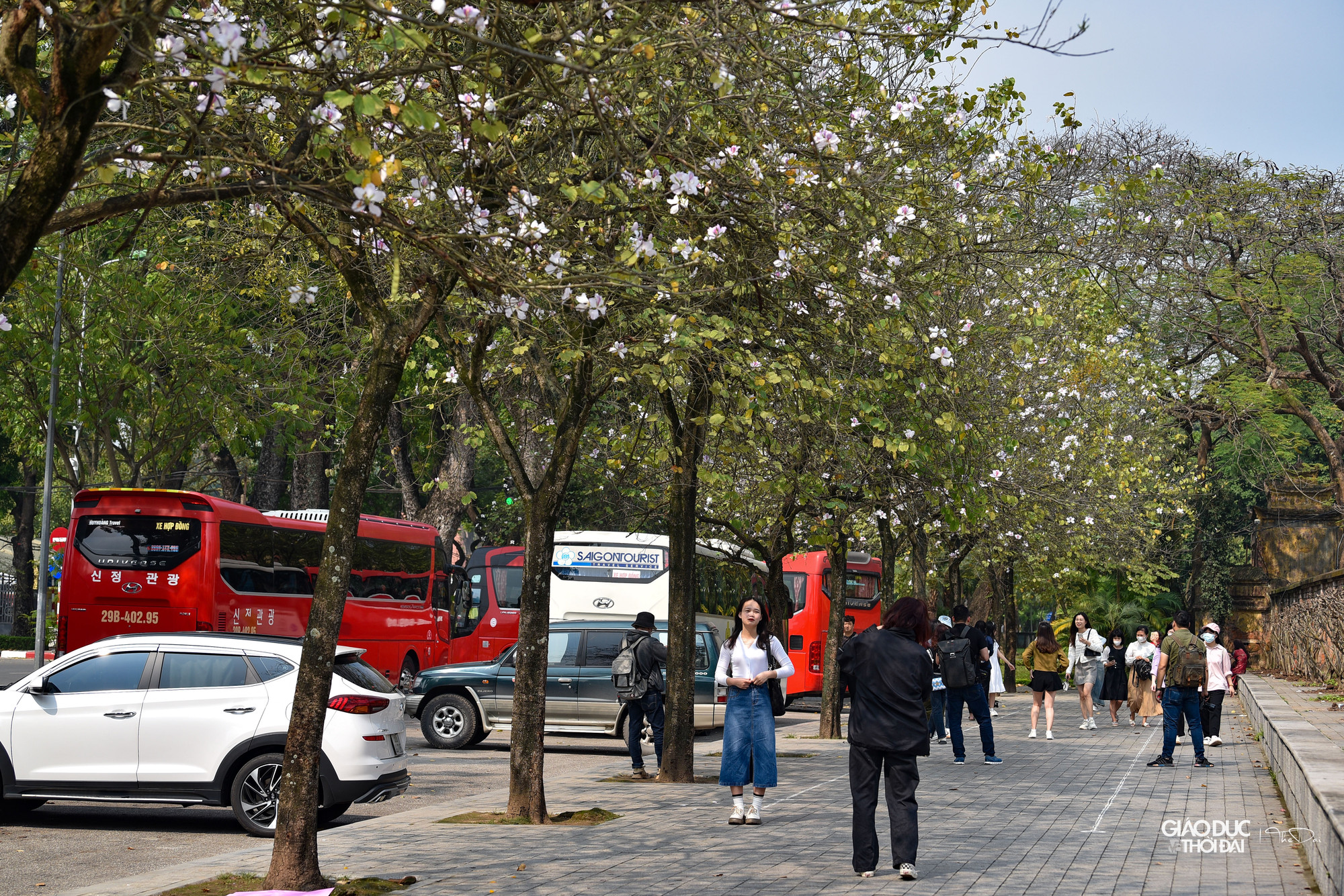 Thời điểm này, ánh nắng mặt trời không quá gay gắt, bởi vậy những bông hoa ban trắng xen dưới nắng sẽ phô diễn vẻ đẹp thuần khiết hơn. Thời điểm này, ánh nắng mặt trời không quá gay gắt, bởi vậy những bông hoa ban trắng xen dưới nắng sẽ phô diễn vẻ đẹp thuần khiết hơn.