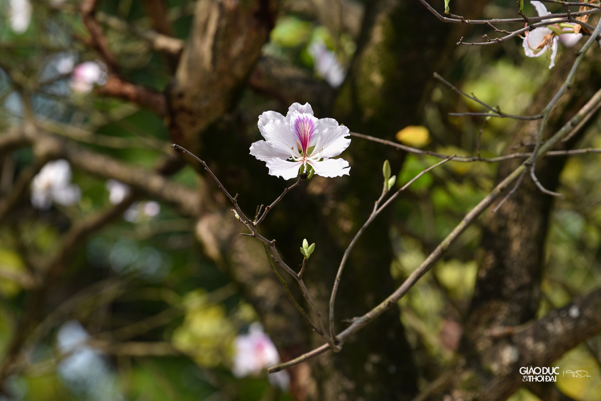Người Hà Nội đã quen với vẻ đẹp nao lòng của phố Bắc Sơn hay Hoàng Diệu mỗi khi mùa ban nở. Người Hà Nội đã quen với vẻ đẹp nao lòng của phố Bắc Sơn hay Hoàng Diệu mỗi khi mùa ban nở.