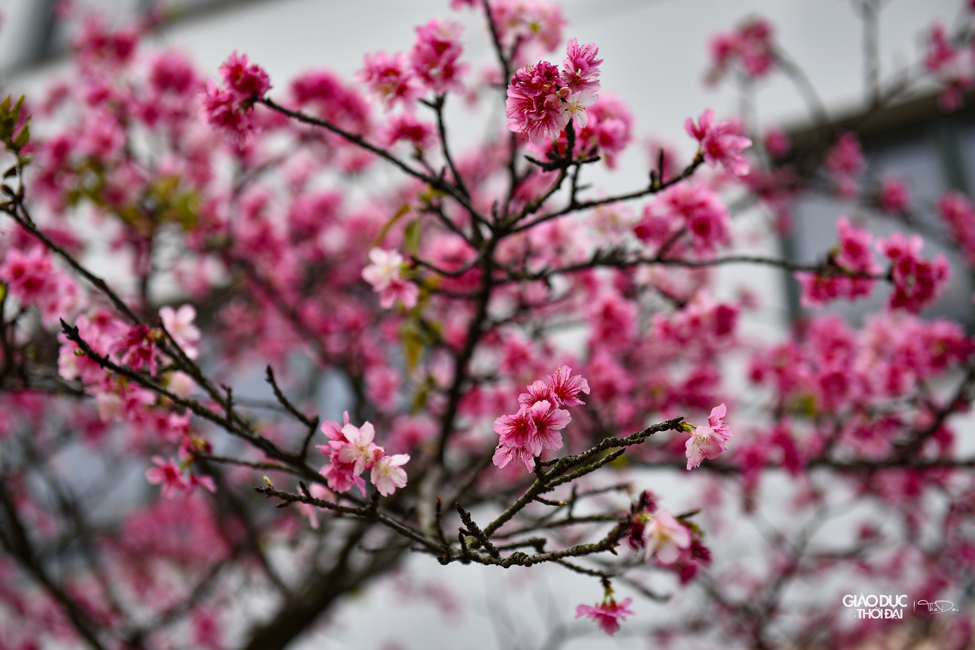 Dường như cây đã ép hết nhựa sống của mình để nuôi dưỡng cho hàng trăm ngàn bông hoa vươn mình khoe sắc trên những cành khẳng khiu, thi thoảng điểm vài mầm lá xanh mướt. Dường như cây đã ép hết nhựa sống của mình để nuôi dưỡng cho hàng trăm ngàn bông hoa vươn mình khoe sắc trên những cành khẳng khiu, thi thoảng điểm vài mầm lá xanh mướt.
