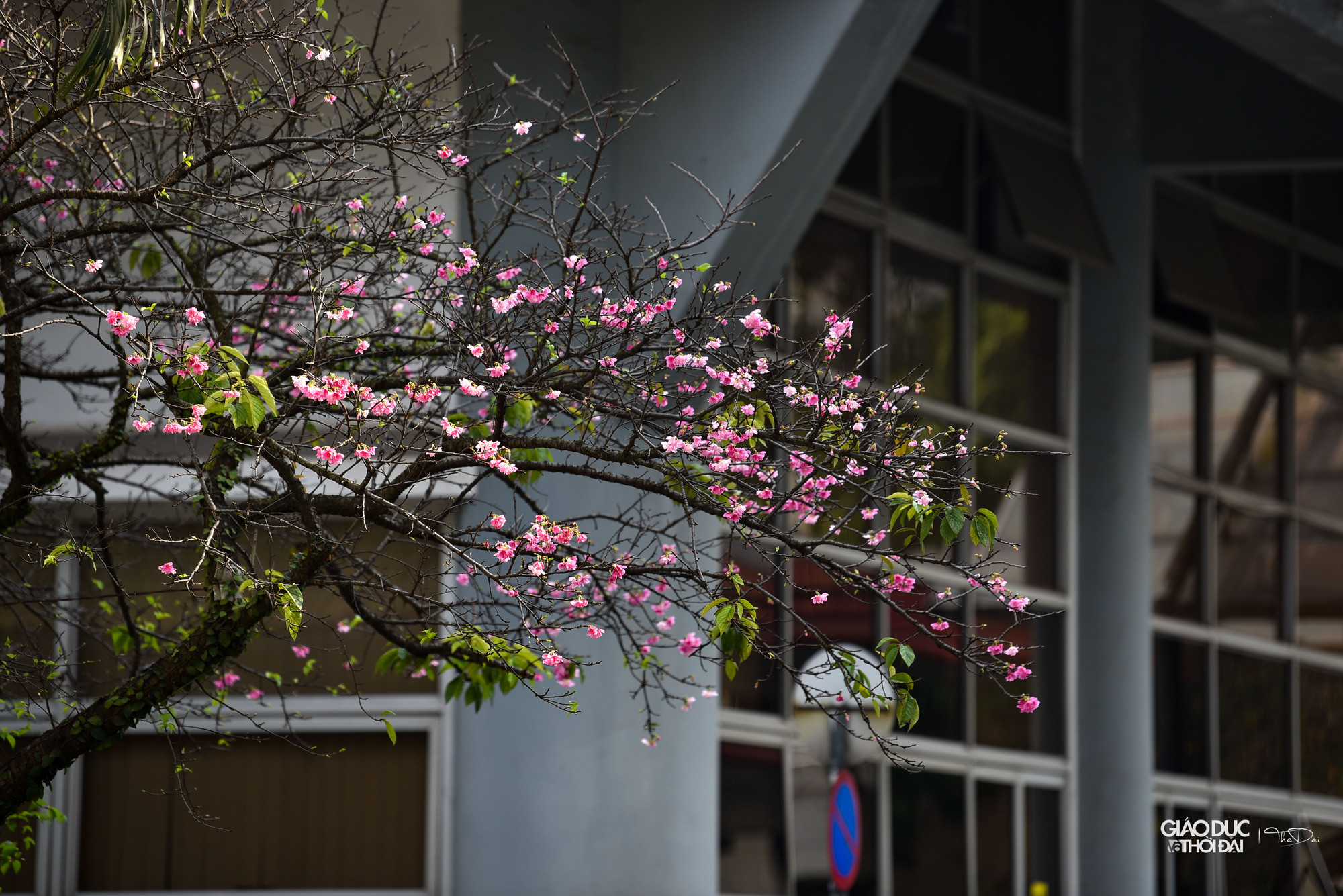 Đây còn là món quà quý mà người Nhật tặng các quốc gia với mong muốn hòa bình, thịnh vượng. Đây còn là món quà quý mà người Nhật tặng các quốc gia với mong muốn hòa bình, thịnh vượng.