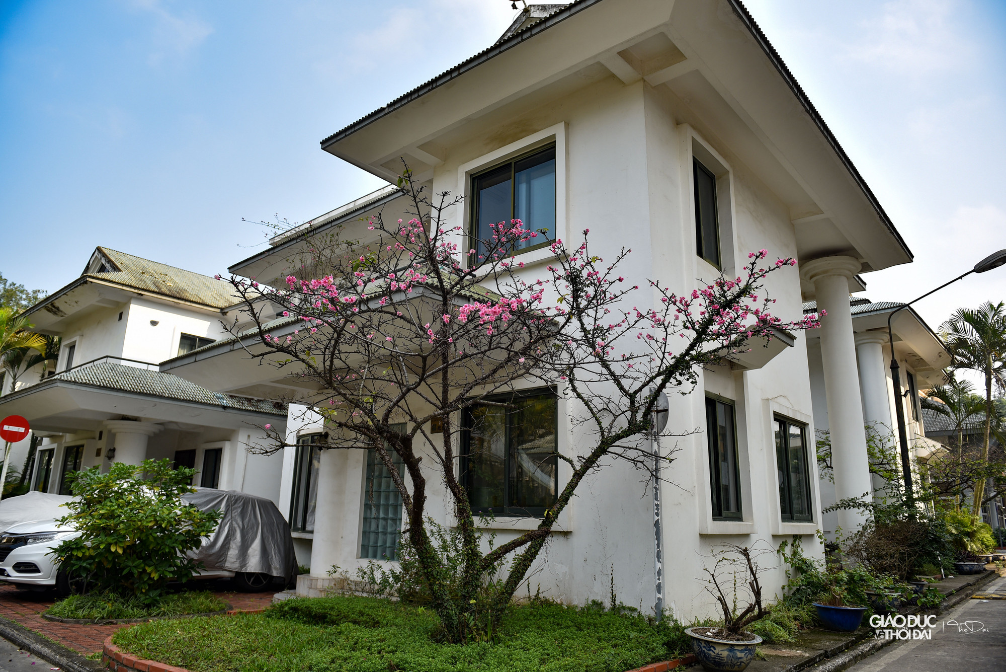 Hoa anh đào ở Nhật nở rộ từ cuối tháng 1 đến đầu tháng 5, trải dài theo đường kinh tuyến, bắt đầu từ Okinawa và kết thúc ở Hokkaido. Hoa anh đào ở Nhật nở rộ từ cuối tháng 1 đến đầu tháng 5, trải dài theo đường kinh tuyến, bắt đầu từ Okinawa và kết thúc ở Hokkaido.