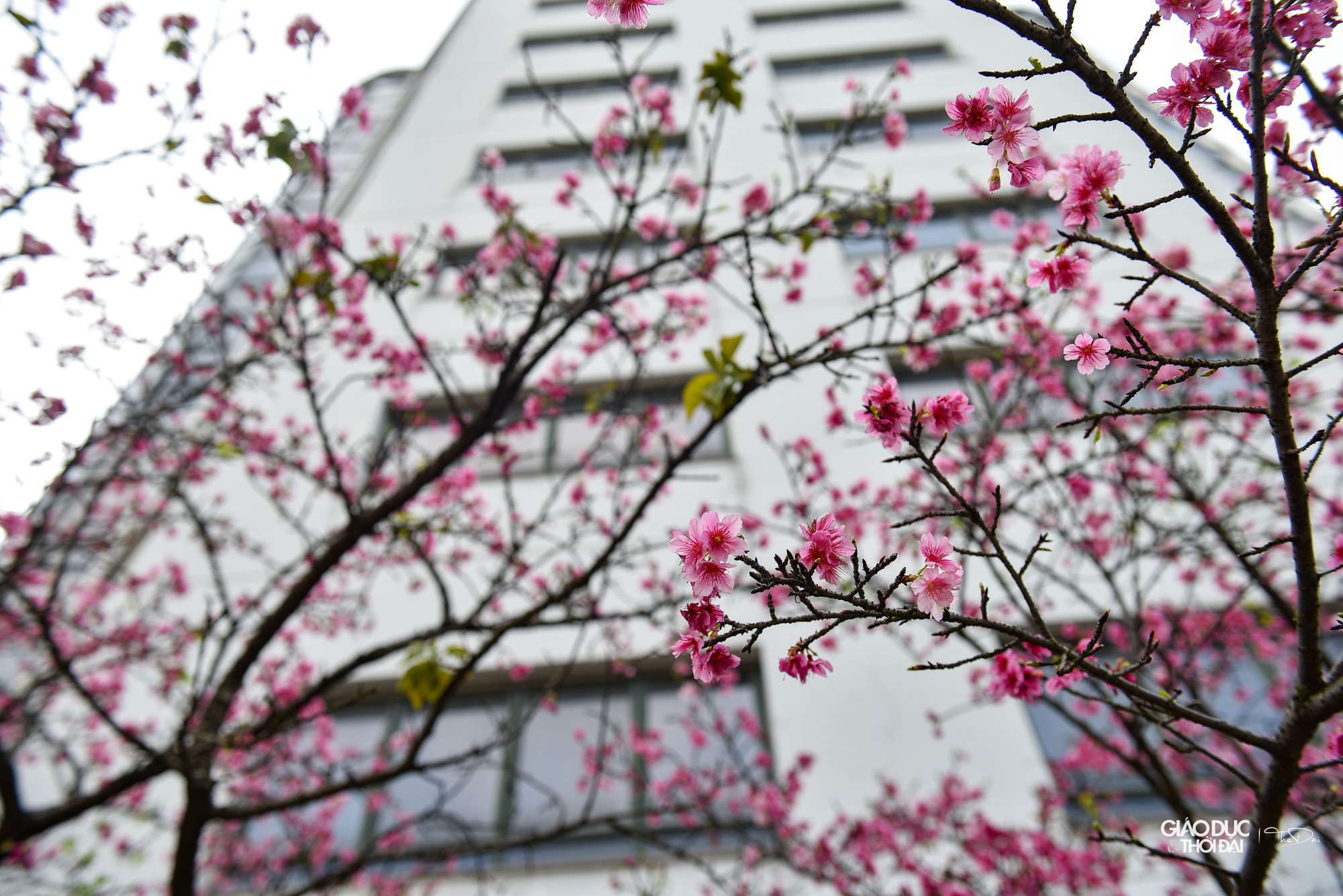 Dường như cây đã ép hết nhựa sống của mình để nuôi dưỡng cho hàng trăm ngàn bông hoa vươn mình khoe sắc trên những cành khẳng khiu, thi thoảng điểm vài mầm lá xanh mướt. Dường như cây đã ép hết nhựa sống của mình để nuôi dưỡng cho hàng trăm ngàn bông hoa vươn mình khoe sắc trên những cành khẳng khiu, thi thoảng điểm vài mầm lá xanh mướt.