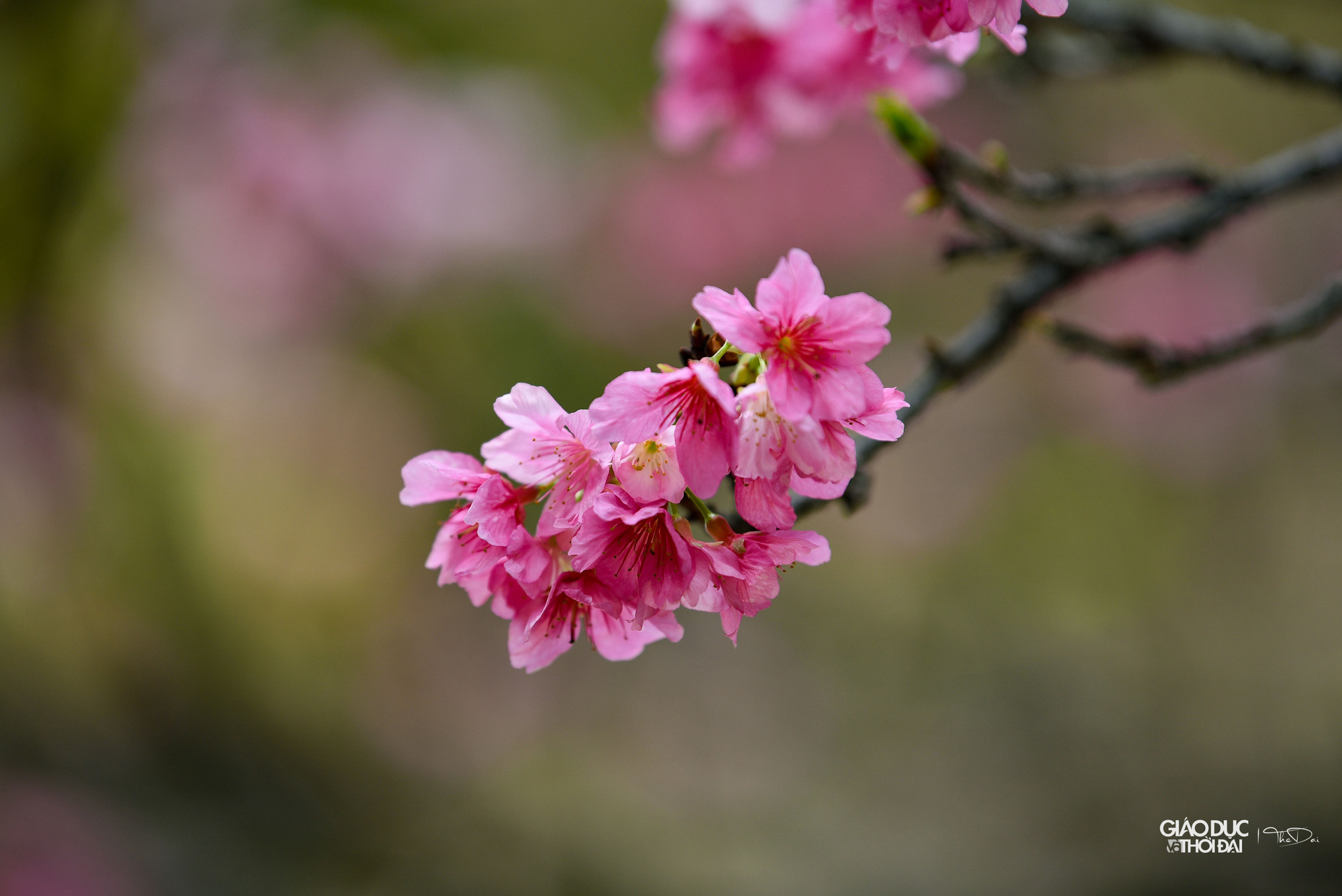 Chia sẻ về nguồn gốc của hoa anh đào, một số nhân viên tại đây cho biết, từ năm 1997, những người bạn Nhật đã tặng khoảng 100 gốc hoa anh đào cho Việt Nam và được trồng tại Làng Việt Nhật (nay gọi là Làng hoa Thụy Khuê). Chia sẻ về nguồn gốc của hoa anh đào, một số nhân viên tại đây cho biết, từ năm 1997, những người bạn Nhật đã tặng khoảng 100 gốc hoa anh đào cho Việt Nam và được trồng tại Làng Việt Nhật (nay gọi là Làng hoa Thụy Khuê).