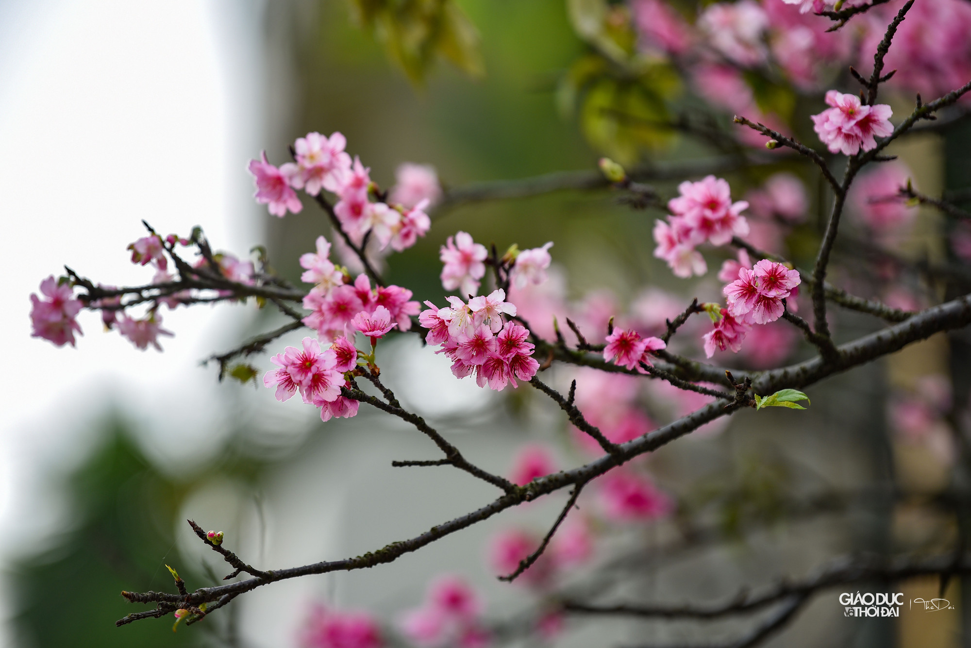 Không chỉ tượng trưng cho vẻ đẹp thanh cao, hoa anh đào còn thể hiện phẩm chất khiêm nhường, nhẫn nhịn của người dân Nhật Bản. Không chỉ tượng trưng cho vẻ đẹp thanh cao, hoa anh đào còn thể hiện phẩm chất khiêm nhường, nhẫn nhịn của người dân Nhật Bản.