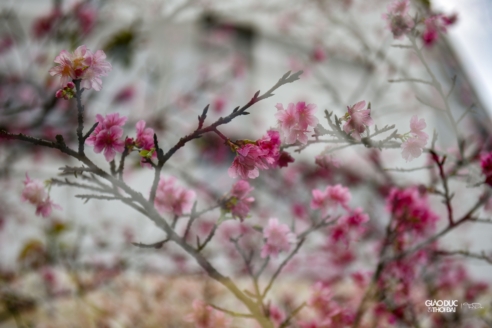 'Tuổi thọ' của một bông hoa kéo dài từ 15 - 17 ngày. 'Tuổi thọ' của một bông hoa kéo dài từ 15 - 17 ngày.