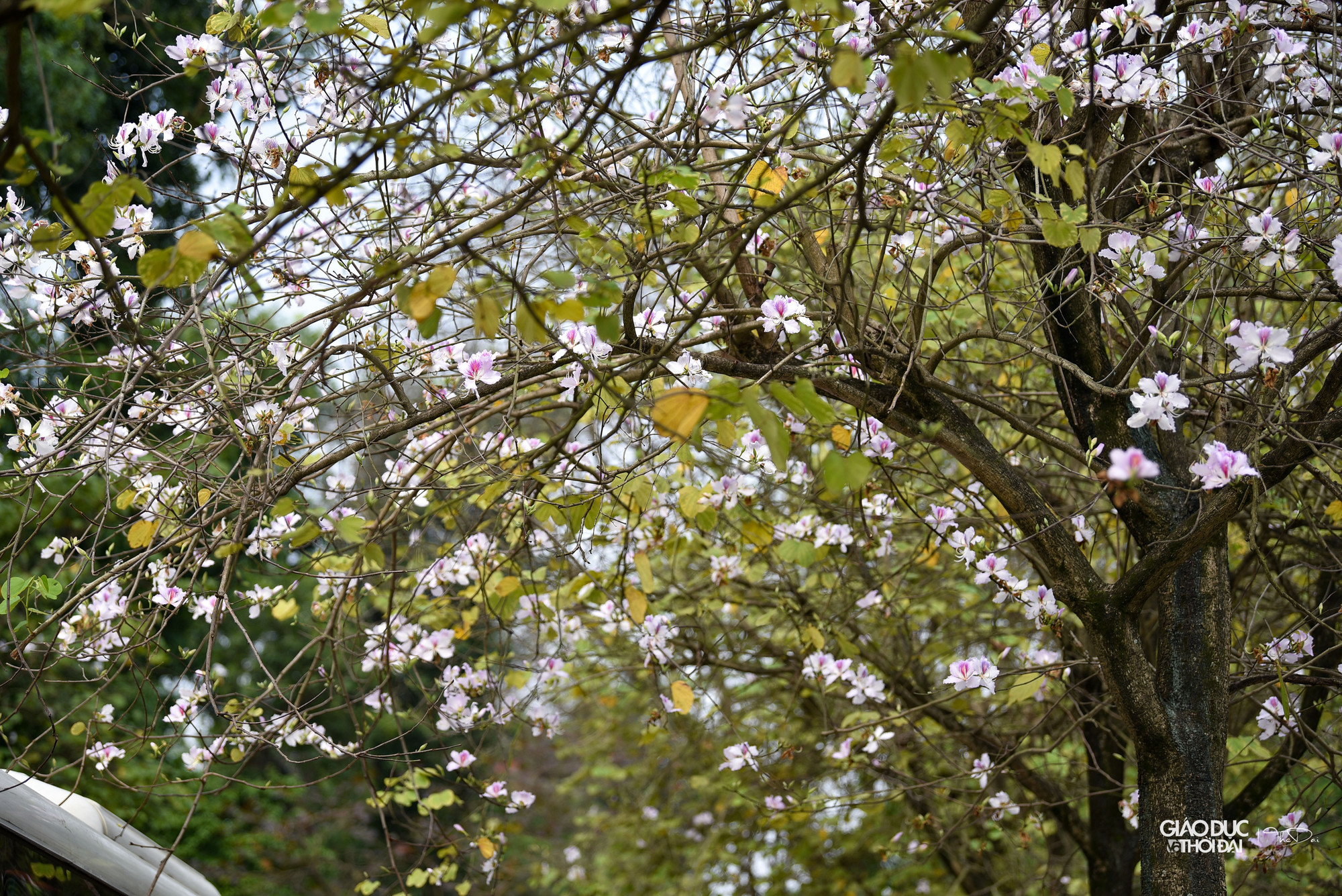 Thời điểm này, ánh nắng mặt trời không quá gay gắt, bởi vậy những bông hoa ban trắng xen dưới nắng sẽ phô diễn vẻ đẹp thuần khiết hơn. Thời điểm này, ánh nắng mặt trời không quá gay gắt, bởi vậy những bông hoa ban trắng xen dưới nắng sẽ phô diễn vẻ đẹp thuần khiết hơn.