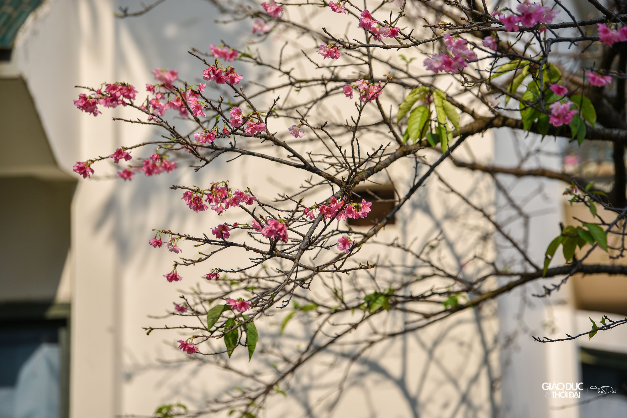 Lễ hội hoa anh đào gắn liền với truyền thống Hanami ở Nhật, người dân sẽ tổ chức các buổi picnic dưới những tán cây anh đào. Lễ hội hoa anh đào gắn liền với truyền thống Hanami ở Nhật, người dân sẽ tổ chức các buổi picnic dưới những tán cây anh đào.
