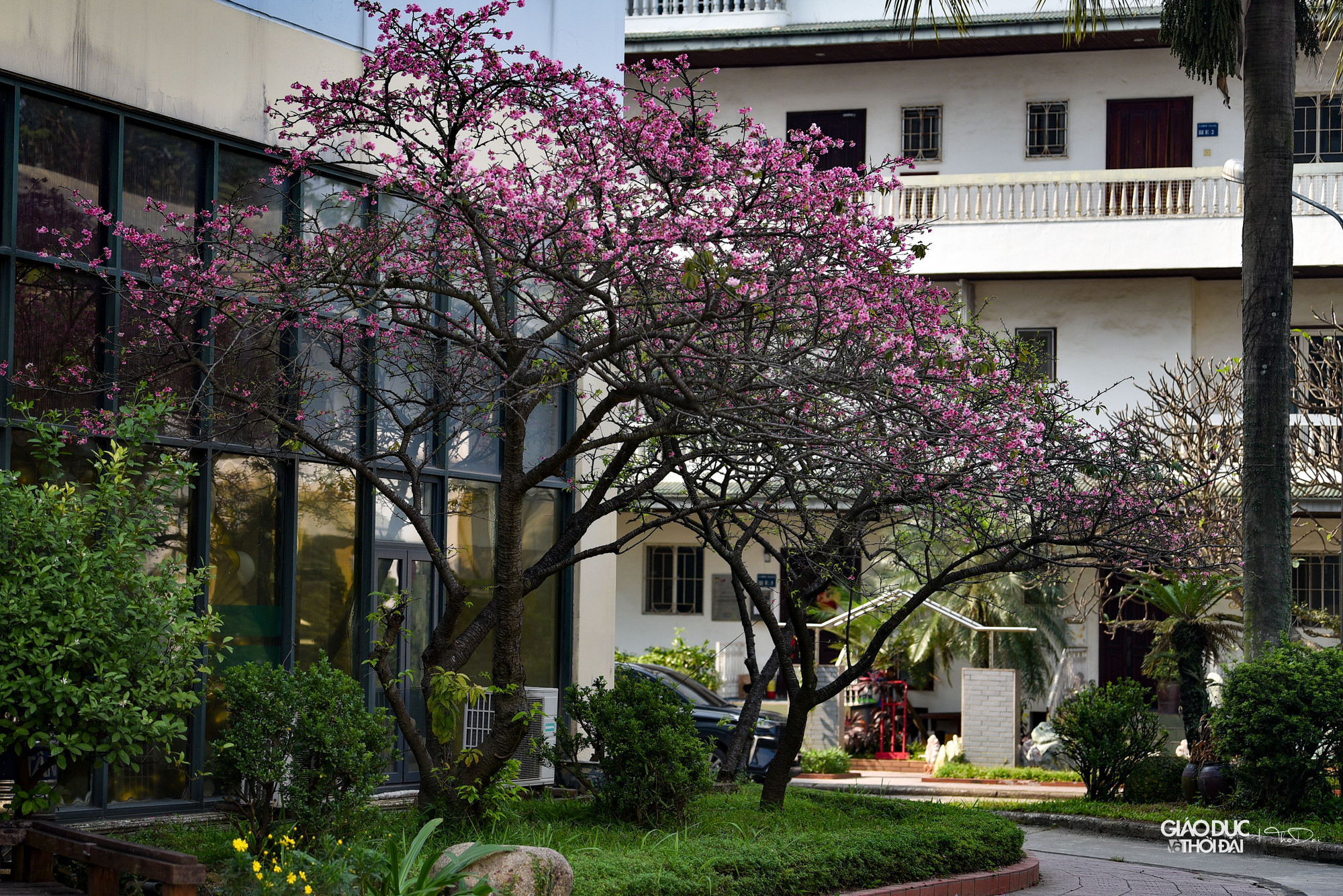 Những cây hoa anh đào được trồng tại Hà Nội hơn chục năm bung nở, tạo nên cảnh tượng đẹp đẽ, rực rỡ... khiến ai cũng ngẩn ngơ. Những cây hoa anh đào được trồng tại Hà Nội hơn chục năm bung nở, tạo nên cảnh tượng đẹp đẽ, rực rỡ... khiến ai cũng ngẩn ngơ.