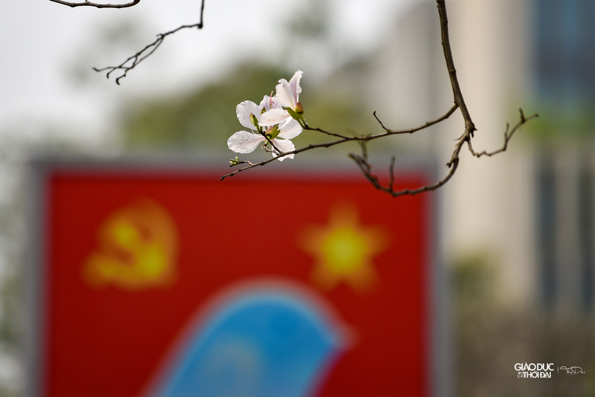 Cánh hoa trắng muốt ôm lấy nhụy hoa cánh tiên phớt hồng tím dịu dàng. Cánh hoa trắng muốt ôm lấy nhụy hoa cánh tiên phớt hồng tím dịu dàng.