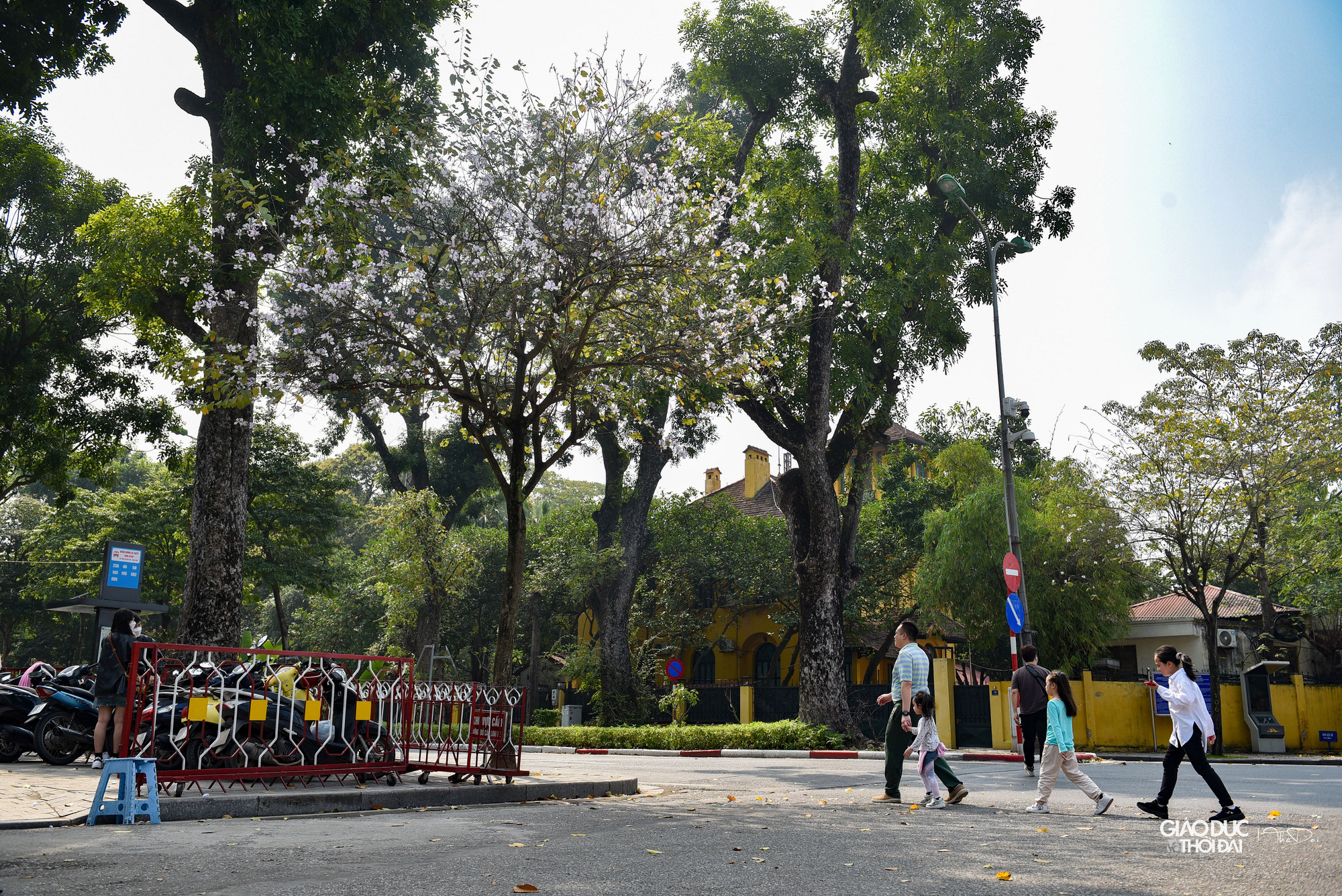 Những tuyến đường khác như Nguyễn Du, Điện Biên Phủ, Trần Duy Hưng, Trần Phú... cũng trồng nhiều hoa ban. Những tuyến đường khác như Nguyễn Du, Điện Biên Phủ, Trần Duy Hưng, Trần Phú... cũng trồng nhiều hoa ban.