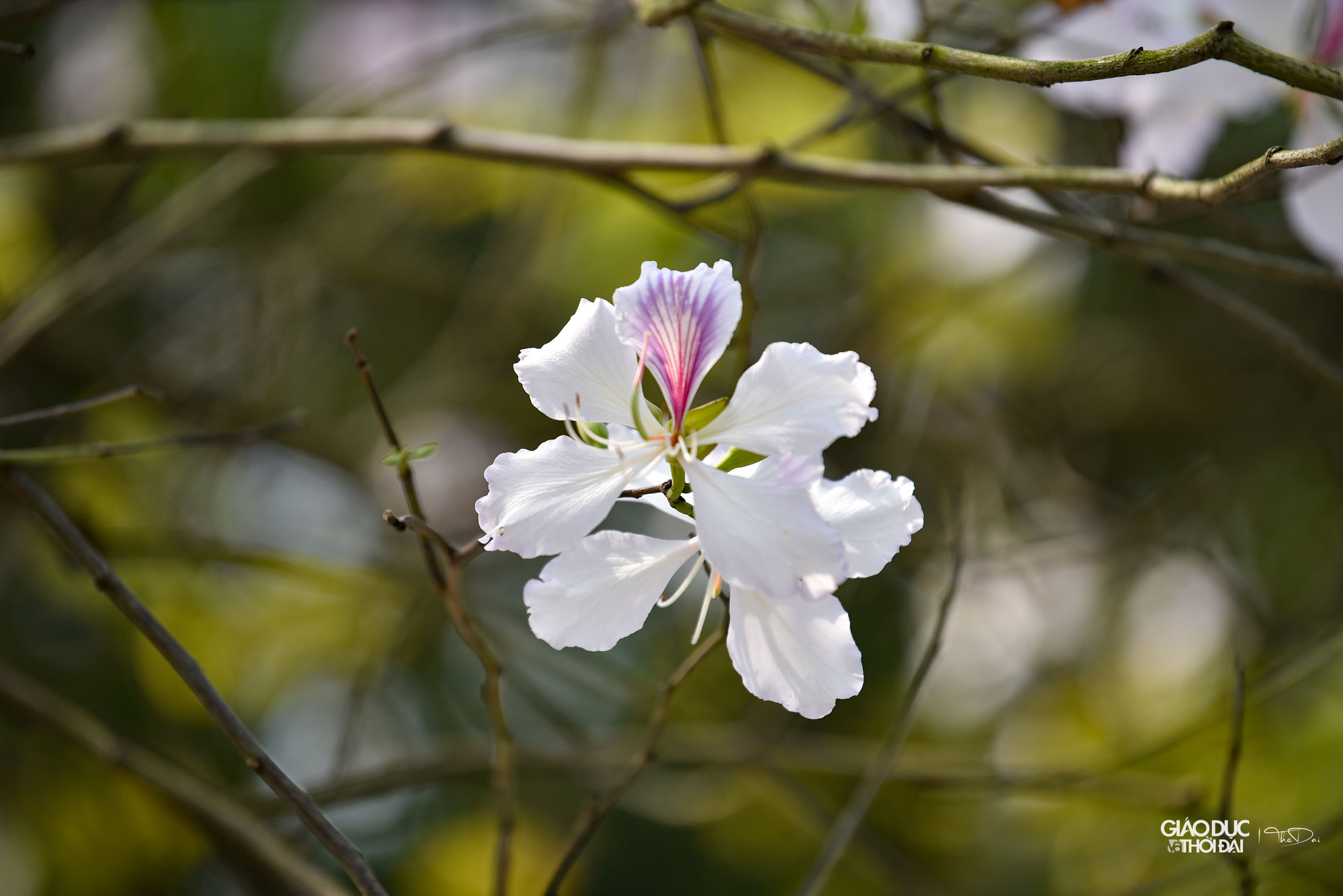 Người Hà Nội đã quen với vẻ đẹp nao lòng của phố Bắc Sơn hay Hoàng Diệu mỗi khi mùa ban nở. Người Hà Nội đã quen với vẻ đẹp nao lòng của phố Bắc Sơn hay Hoàng Diệu mỗi khi mùa ban nở.