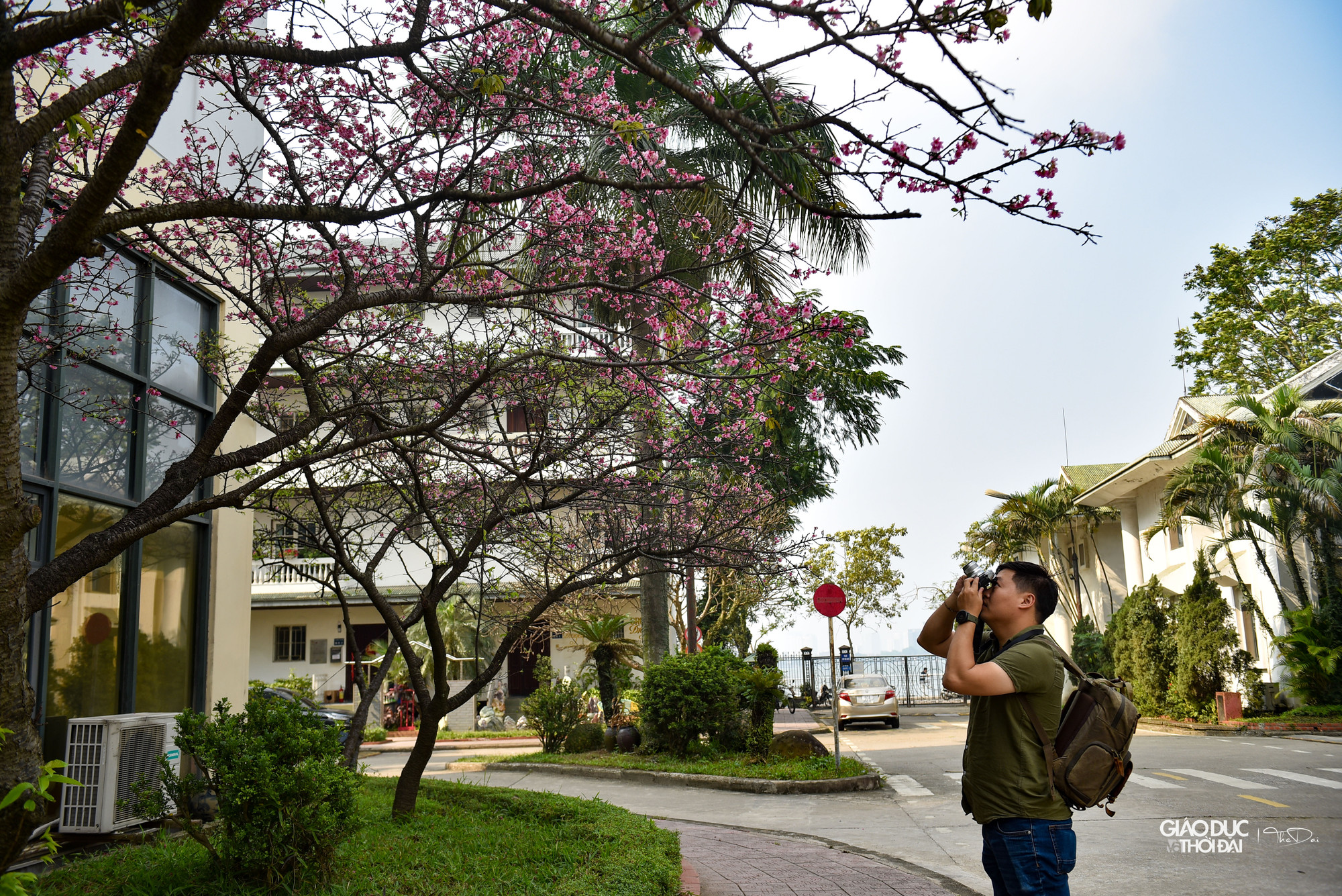 Nhưng giờ đây, các bạn trẻ đã có thêm một sự lựa chọn khác để được ngắm nhìn vẻ đẹp của loài hoa này giữa lòng Hà Nội. Nhưng giờ đây, các bạn trẻ đã có thêm một sự lựa chọn khác để được ngắm nhìn vẻ đẹp của loài hoa này giữa lòng Hà Nội.