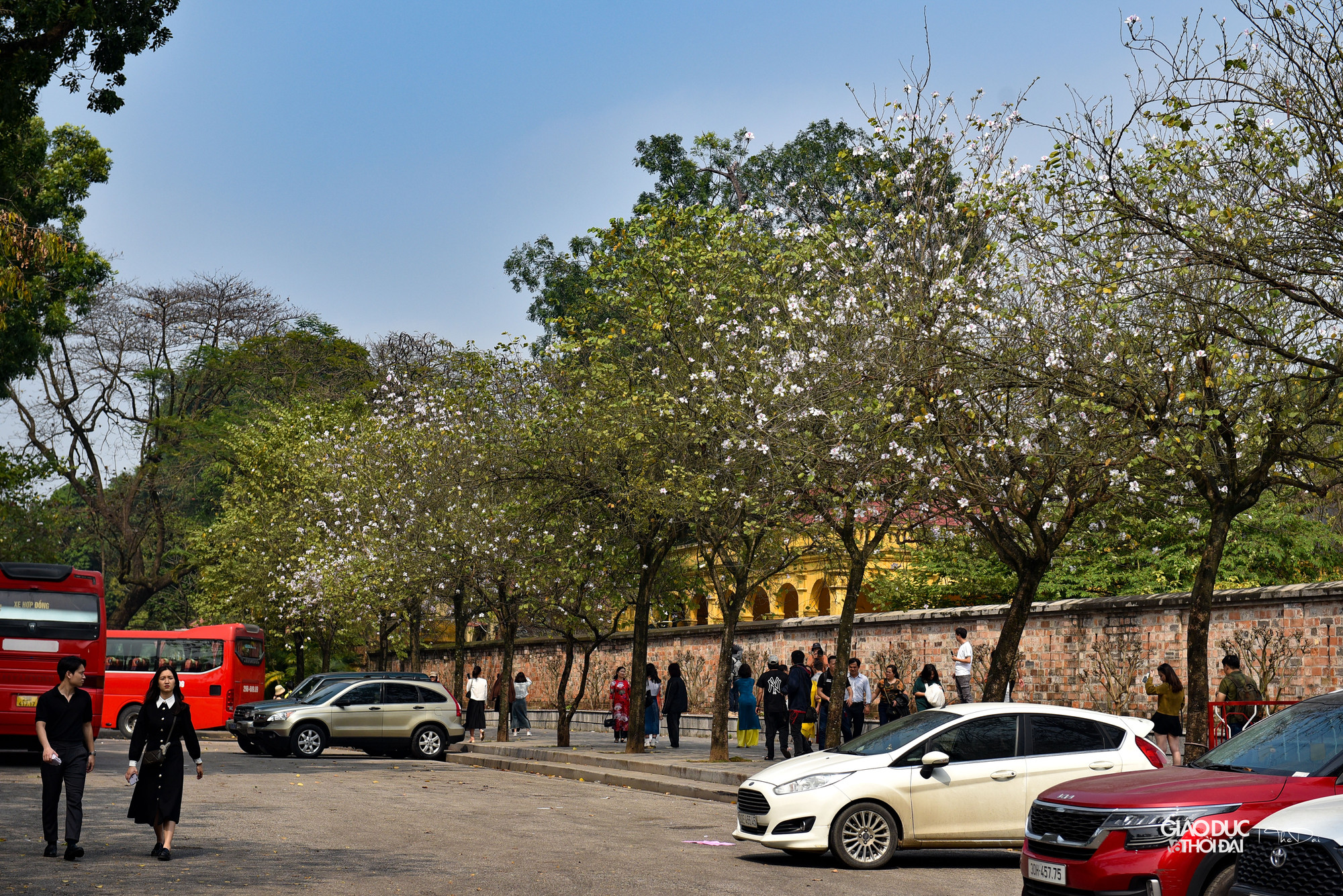 Tại đường Hoàng Diệu- Bắc Sơn hàng cây ban đã bung nở, khoe sắc. Tại đường Hoàng Diệu- Bắc Sơn hàng cây ban đã bung nở, khoe sắc.