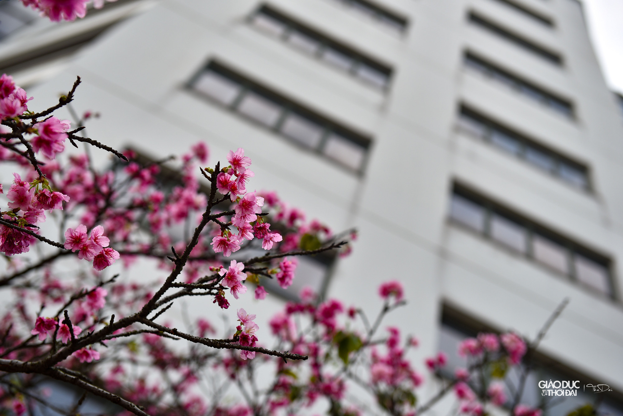 Để có được những cây anh đào quý, các công nhân mất rất nhiều công sức và thời gian chăm sóc theo một phương pháp đặc biệt. Để có được những cây anh đào quý, các công nhân mất rất nhiều công sức và thời gian chăm sóc theo một phương pháp đặc biệt.