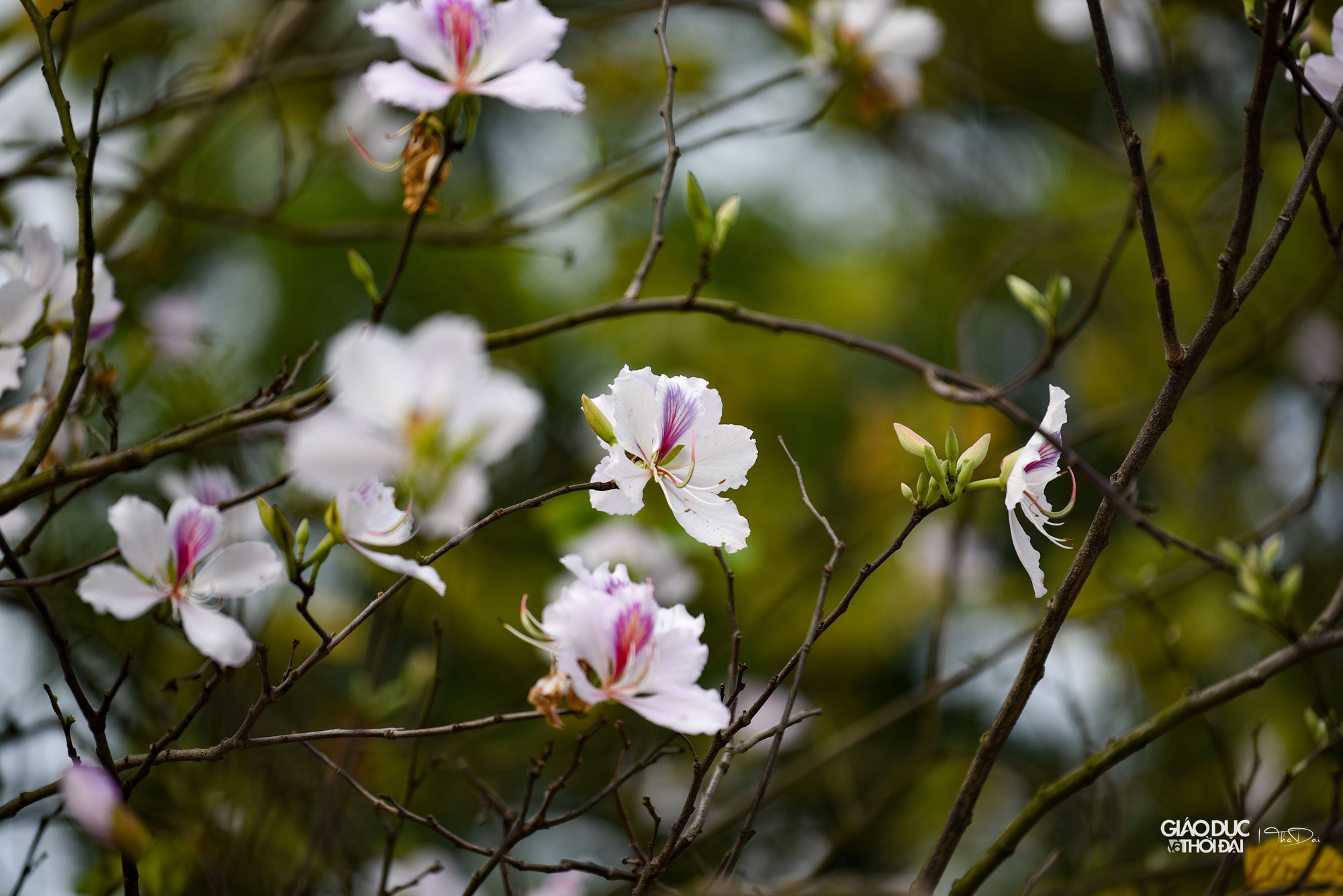 Người Hà Nội đã quen với vẻ đẹp nao lòng của phố Bắc Sơn hay Hoàng Diệu mỗi khi mùa ban nở. Người Hà Nội đã quen với vẻ đẹp nao lòng của phố Bắc Sơn hay Hoàng Diệu mỗi khi mùa ban nở.