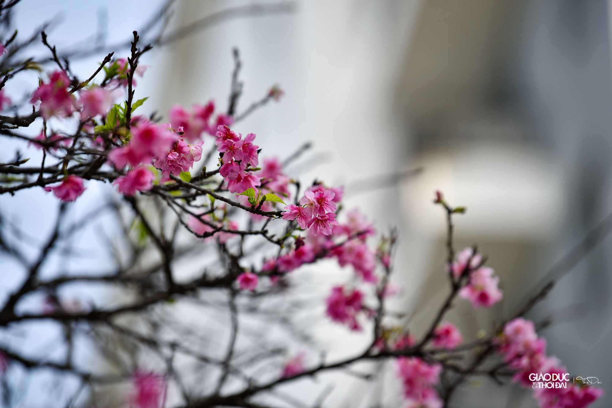 Chia sẻ về nguồn gốc của hoa anh đào, một số nhân viên tại đây cho biết, từ năm 1997, những người bạn Nhật đã tặng khoảng 100 gốc hoa anh đào cho Việt Nam và được trồng tại Làng Việt Nhật (nay gọi là Làng hoa Thụy Khuê). Chia sẻ về nguồn gốc của hoa anh đào, một số nhân viên tại đây cho biết, từ năm 1997, những người bạn Nhật đã tặng khoảng 100 gốc hoa anh đào cho Việt Nam và được trồng tại Làng Việt Nhật (nay gọi là Làng hoa Thụy Khuê).