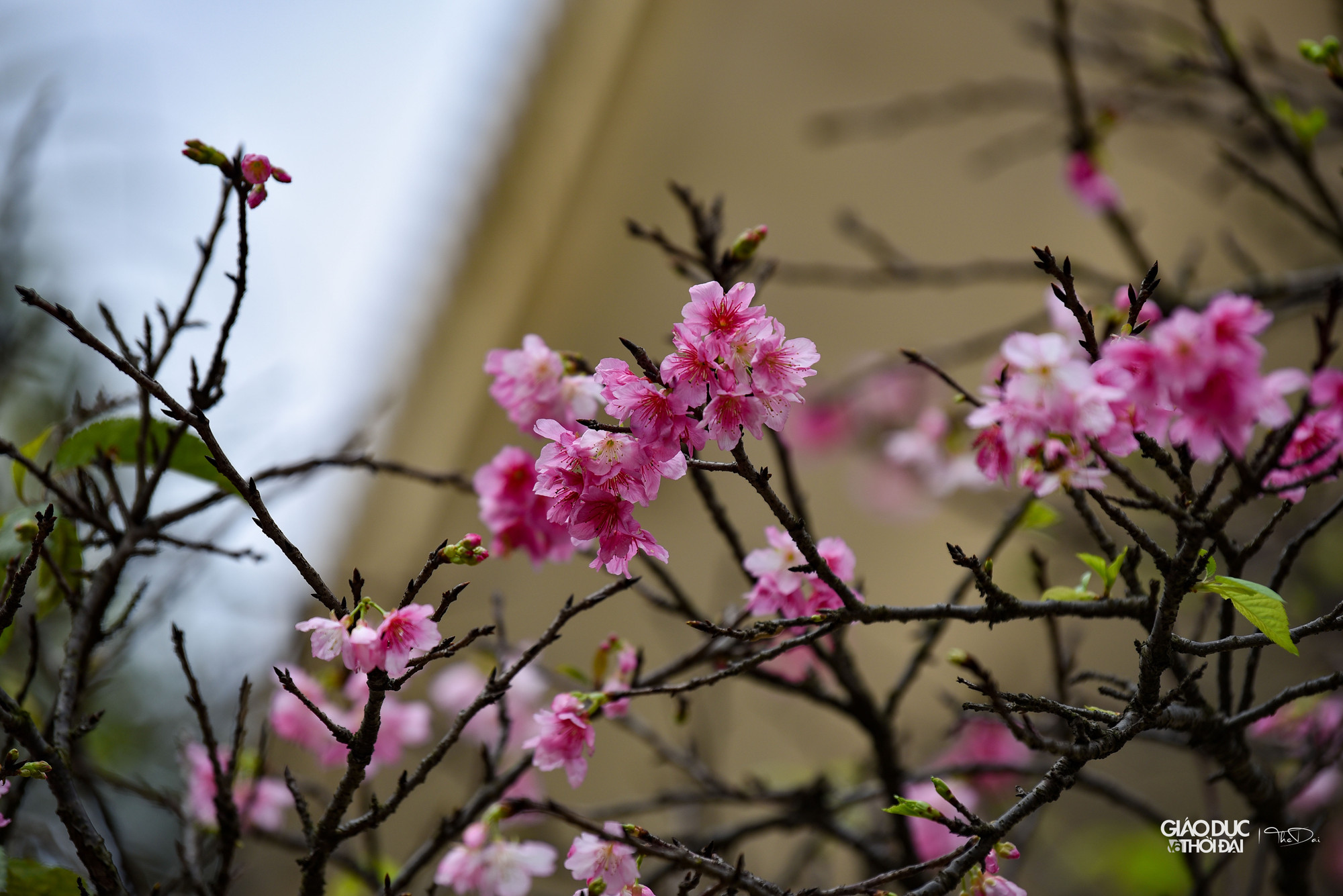 Chia sẻ về nguồn gốc của hoa anh đào, một số nhân viên tại đây cho biết, từ năm 1997, những người bạn Nhật đã tặng khoảng 100 gốc hoa anh đào cho Việt Nam và được trồng tại Làng Việt Nhật (nay gọi là Làng hoa Thụy Khuê). Chia sẻ về nguồn gốc của hoa anh đào, một số nhân viên tại đây cho biết, từ năm 1997, những người bạn Nhật đã tặng khoảng 100 gốc hoa anh đào cho Việt Nam và được trồng tại Làng Việt Nhật (nay gọi là Làng hoa Thụy Khuê).