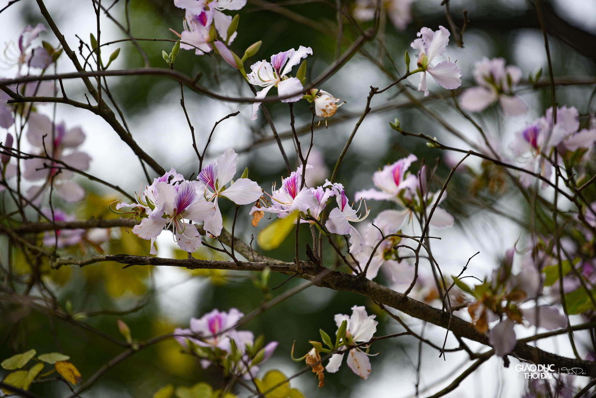 Người Hà Nội đã quen với vẻ đẹp nao lòng của phố Bắc Sơn hay Hoàng Diệu mỗi khi mùa ban nở. Người Hà Nội đã quen với vẻ đẹp nao lòng của phố Bắc Sơn hay Hoàng Diệu mỗi khi mùa ban nở.