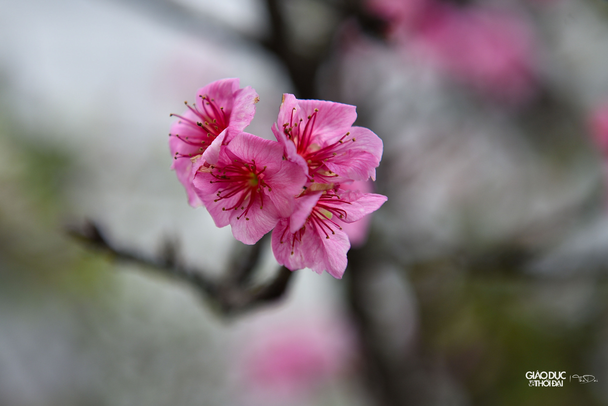 Hoa anh đào có 3 màu là trắng, hồng và đỏ. Hoa anh đào có 3 màu là trắng, hồng và đỏ.