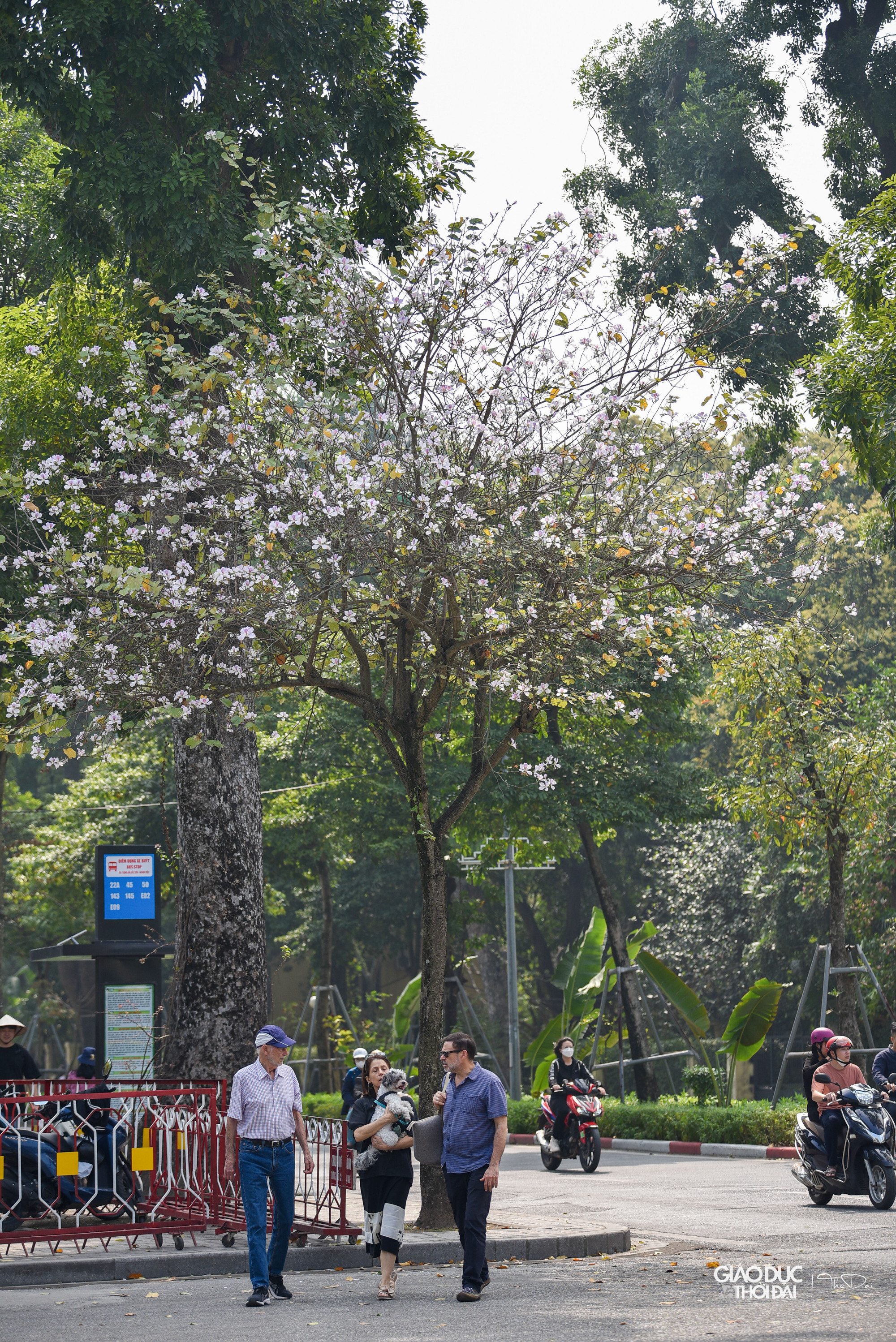 Loài hoa đặc trưng núi rừng Tây Bắc này thường có màu màu trắng xen lẫn hồng tím, khoe sắc dịu dàng. Loài hoa đặc trưng núi rừng Tây Bắc này thường có màu màu trắng xen lẫn hồng tím, khoe sắc dịu dàng.