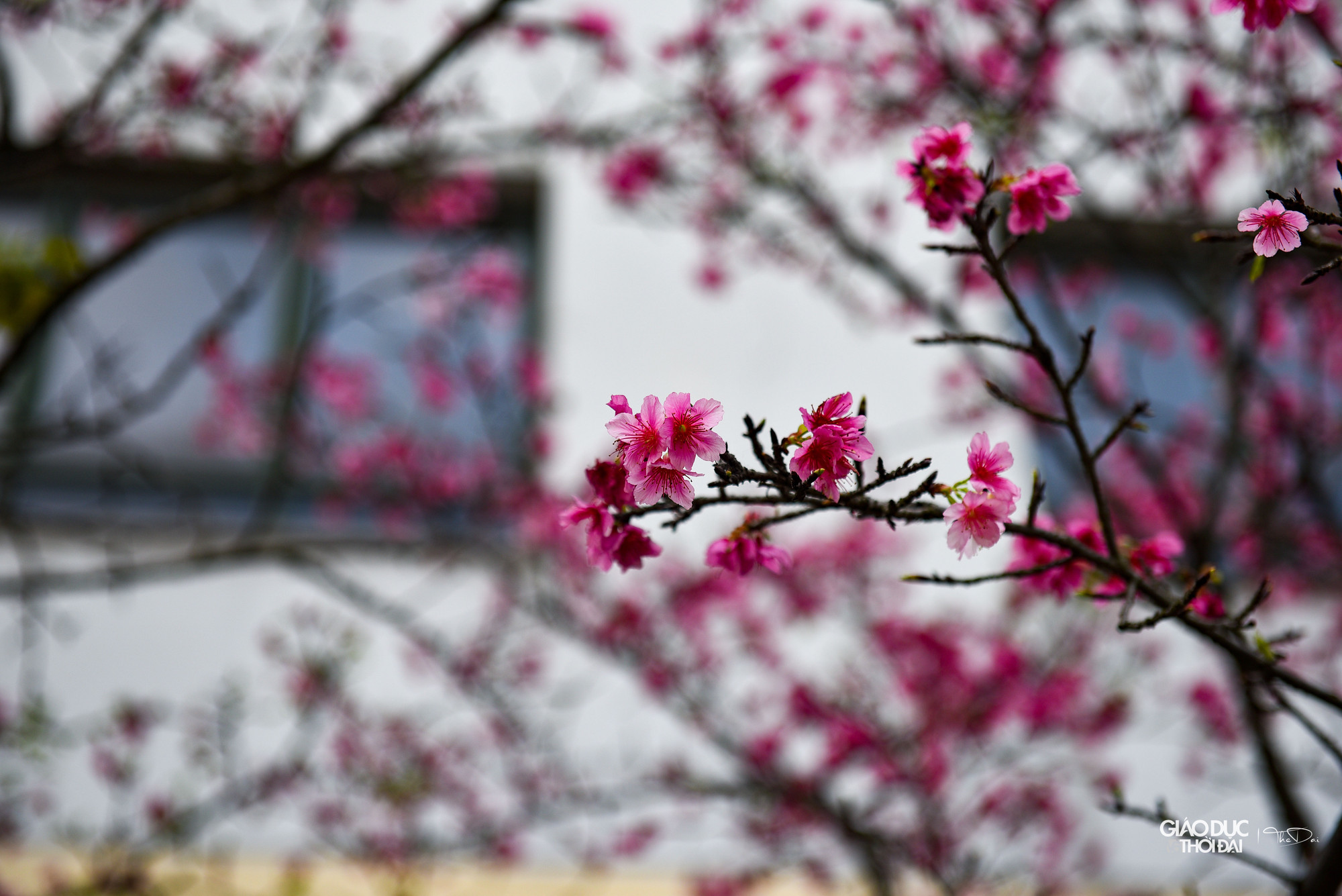 Dường như cây đã ép hết nhựa sống của mình để nuôi dưỡng cho hàng trăm ngàn bông hoa vươn mình khoe sắc trên những cành khẳng khiu, thi thoảng điểm vài mầm lá xanh mướt. Dường như cây đã ép hết nhựa sống của mình để nuôi dưỡng cho hàng trăm ngàn bông hoa vươn mình khoe sắc trên những cành khẳng khiu, thi thoảng điểm vài mầm lá xanh mướt.