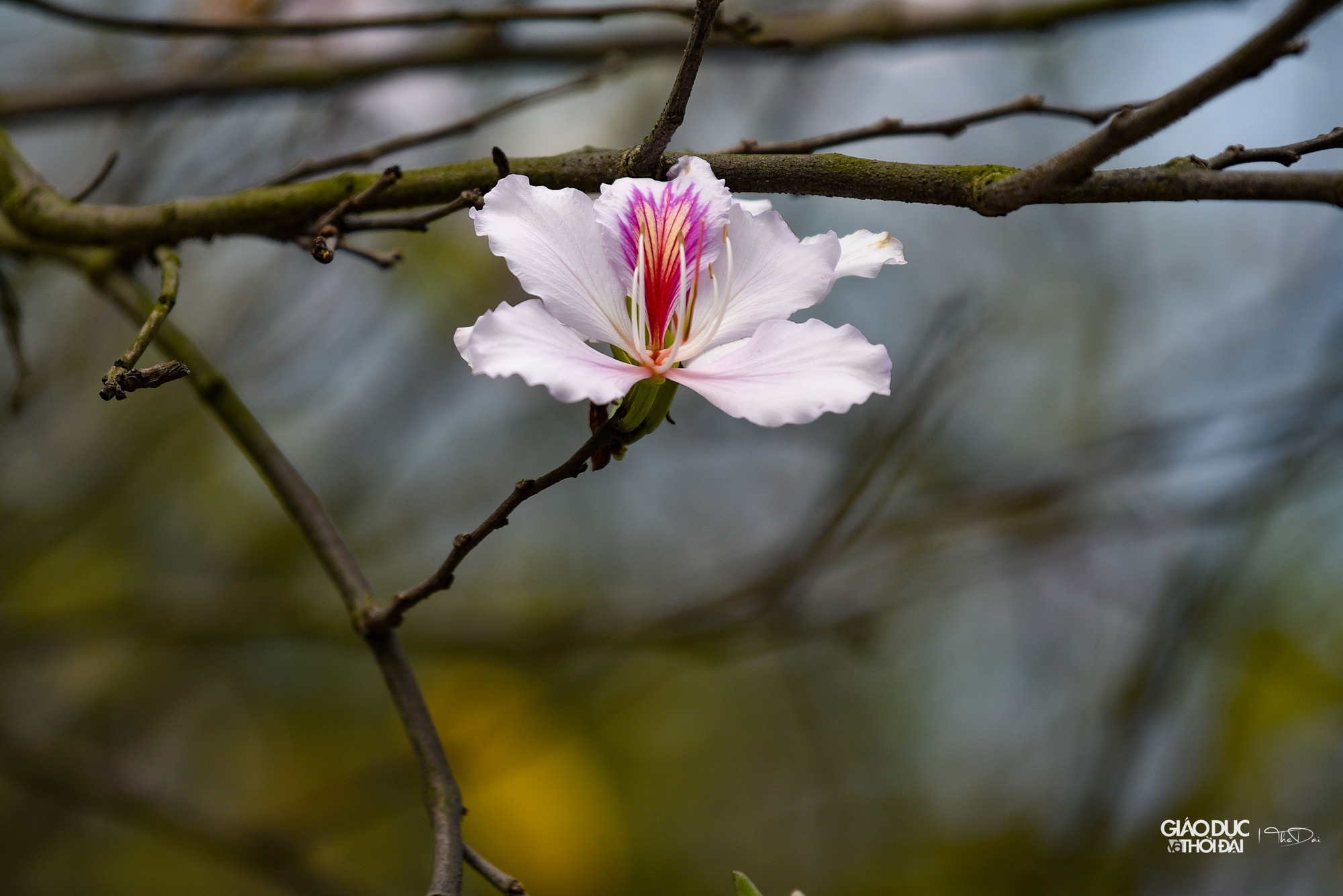 Thời điểm này, ánh nắng mặt trời không quá gay gắt, bởi vậy những bông hoa ban trắng xen dưới nắng sẽ phô diễn vẻ đẹp thuần khiết hơn. Thời điểm này, ánh nắng mặt trời không quá gay gắt, bởi vậy những bông hoa ban trắng xen dưới nắng sẽ phô diễn vẻ đẹp thuần khiết hơn.
