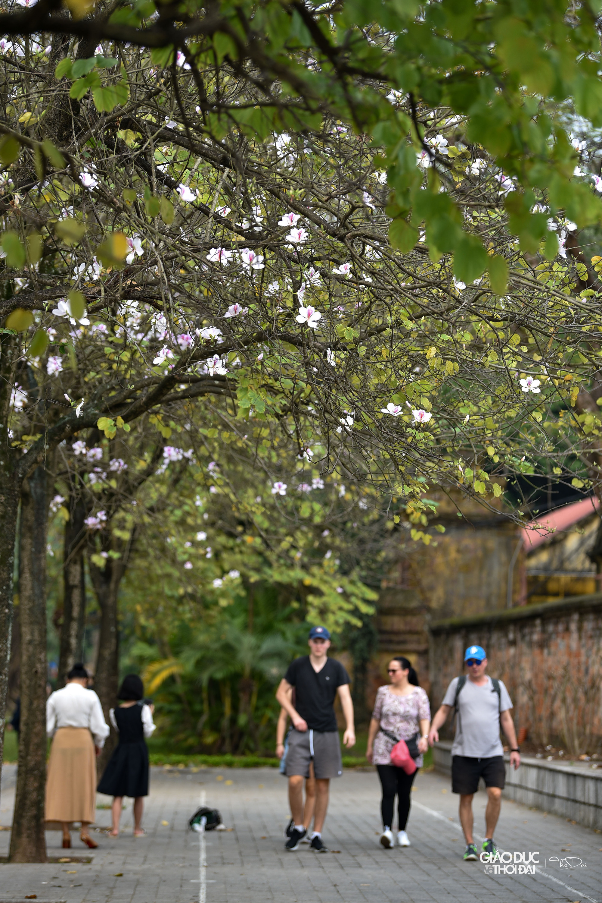 Hoa ban xuất hiện từ rất lâu ở Thủ đô, bởi vậy nhiều người dân đã coi loài hoa này là một phần không thể thiếu trong đời sống, văn hoá của Hà Nội. Hoa ban xuất hiện từ rất lâu ở Thủ đô, bởi vậy nhiều người dân đã coi loài hoa này là một phần không thể thiếu trong đời sống, văn hoá của Hà Nội.