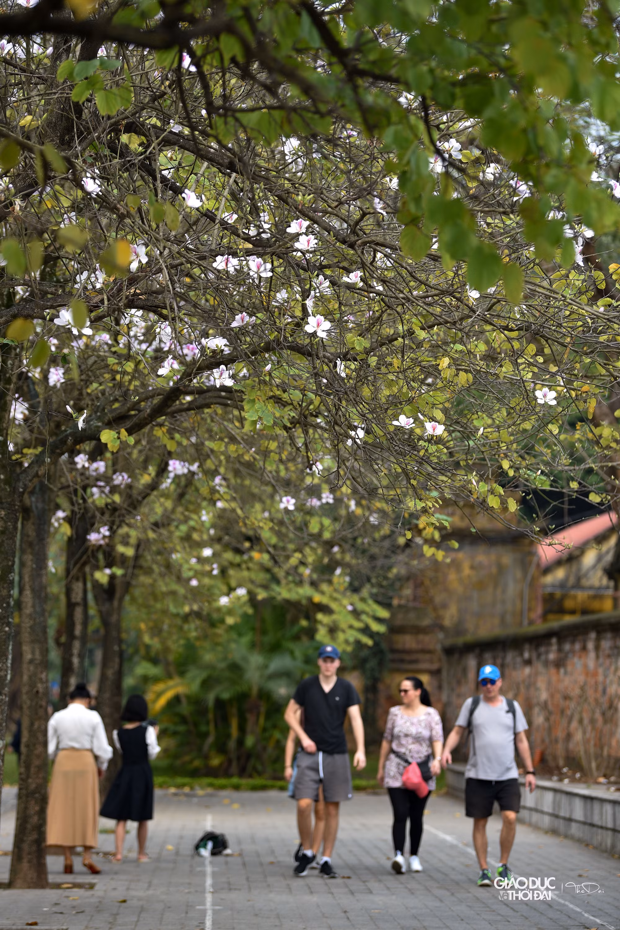 Hoa ban xuất hiện từ rất lâu ở Thủ đô, bởi vậy nhiều người dân đã coi loài hoa này là một phần không thể thiếu trong đời sống, văn hoá của Hà Nội.