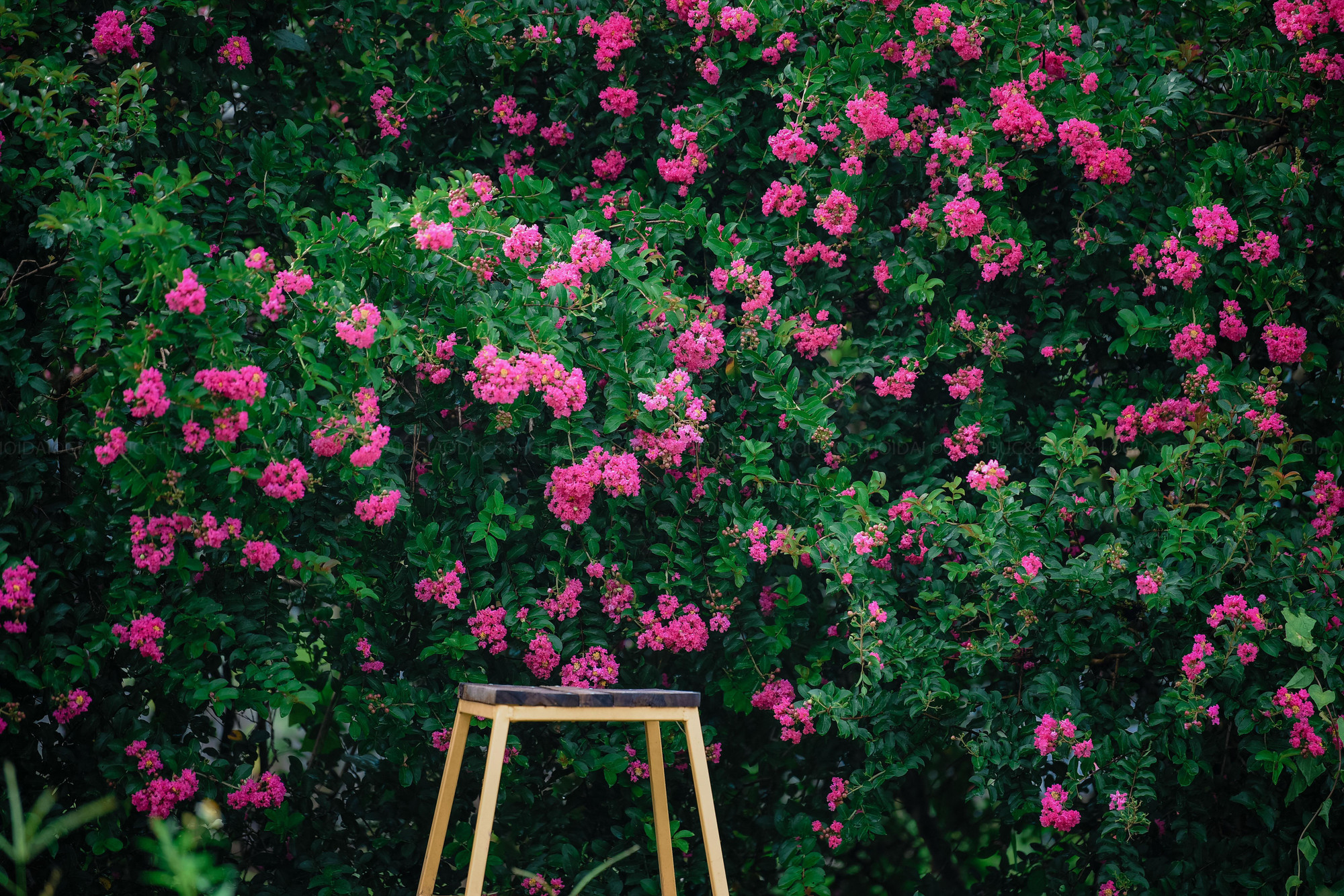 Nếu là người yêu hoa, chắc hẳn sẽ biết câu chuyện về Hoa tường vi, kể rằng có nàng công chúa tên Tường Vi đã gieo mình xuống thác nước vì quá thương nhớ người chồng, cũng là ân nhân đã cứu nàng khi mắc bạo bệnh. Ở bên dòng thác đó đã mọc lên một loài hoa có màu hồng thắm. Người ta miêu tả hoa tường vi có vẻ đẹp kiêu sa, đằm thắm nhưng luôn tạo cho người ngắm cảm giác bông hoa đó đang buồn...