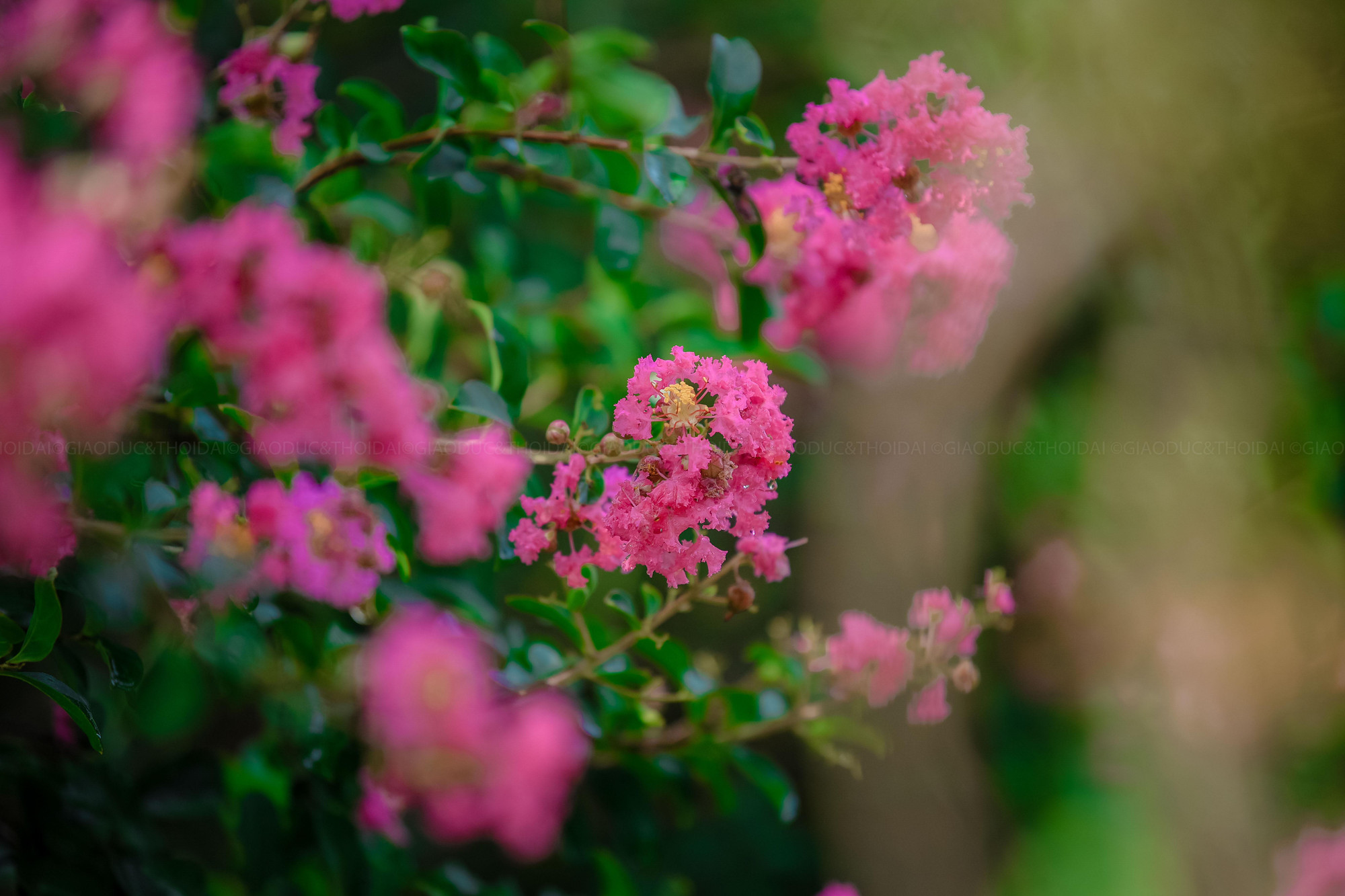 Hoa tường vi thường nở khoảng 2-3 tháng vào mùa hè, nếu được trồng nhiều. Còn nếu trồng đơn lẻ thì cây chỉ có hoa hơn một tháng. Thời gian khá dài nên du khách không cần phải gấp gáp lên lịch.