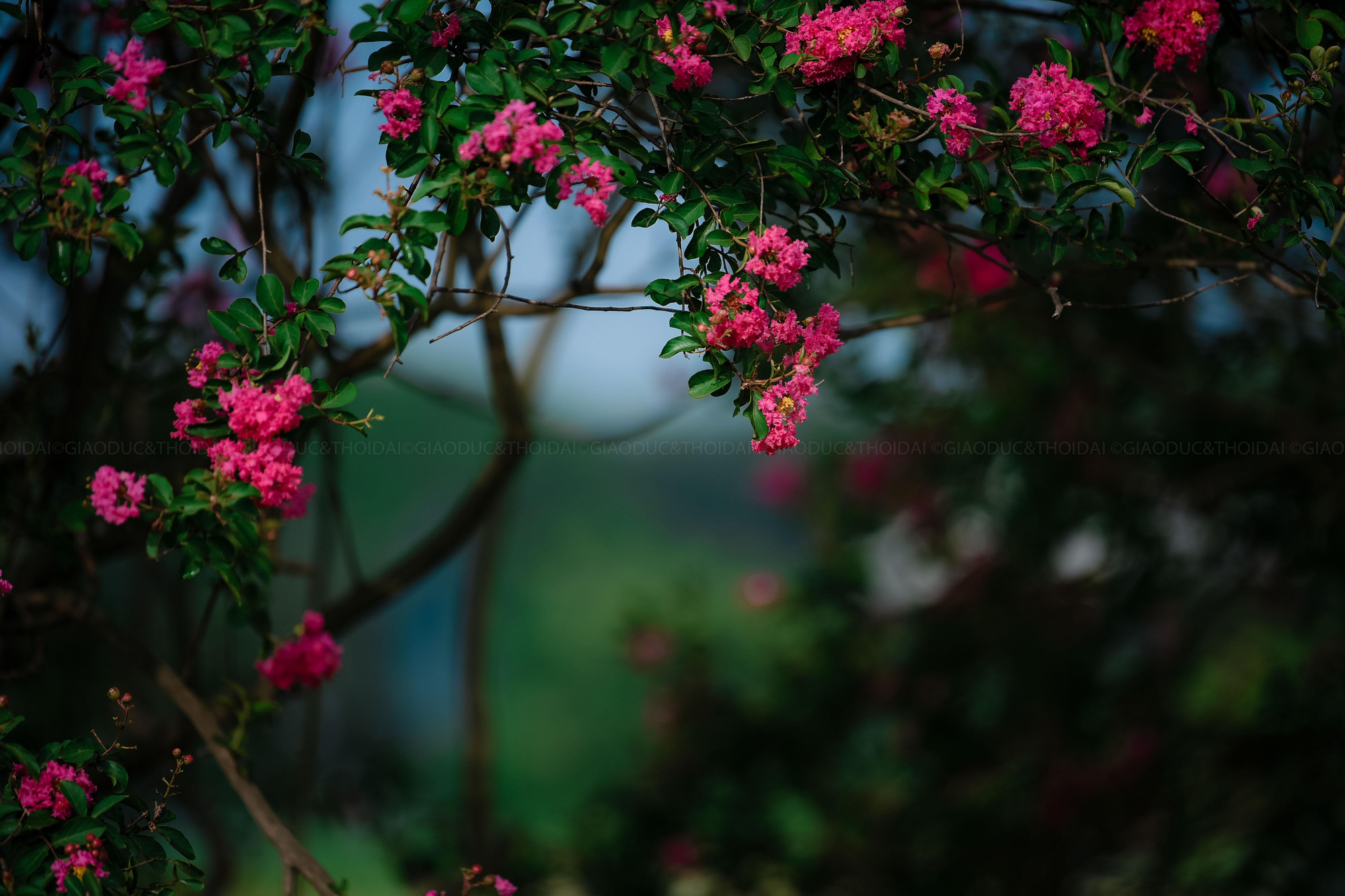 Hoa tường vi mọc thành từng chùm lớn, hướng lên cao. Hoa tường vi có nhiều màu sắc, đỏ, tím, vàng... Nhưng phổ biến nhất là màu hồng đậm. Cánh nhỏ li ti tạo thành từng chùm hoa nặng trĩu, nhuỵ màu vàng, nở rực rỡ suốt từ đầu hè đến cuối thu.