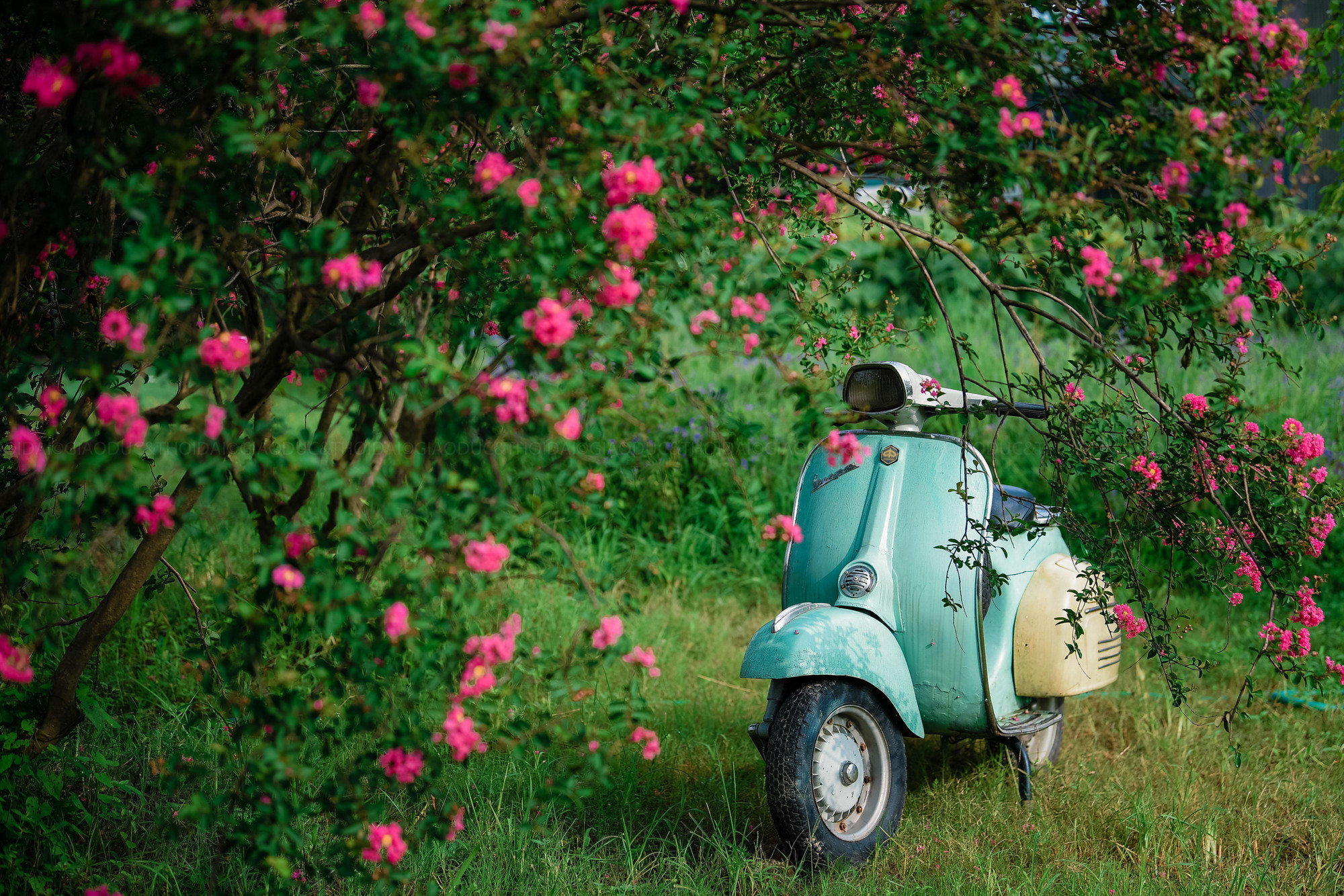 Với giá vé vào tham quan, chụp ảnh là 70.000 đồng, vườn hoa còn có nhiều dịch vụ đa dạng như cho thuê trang phục, đạo cụ và các phương tiện như xe đạp, thuyền…