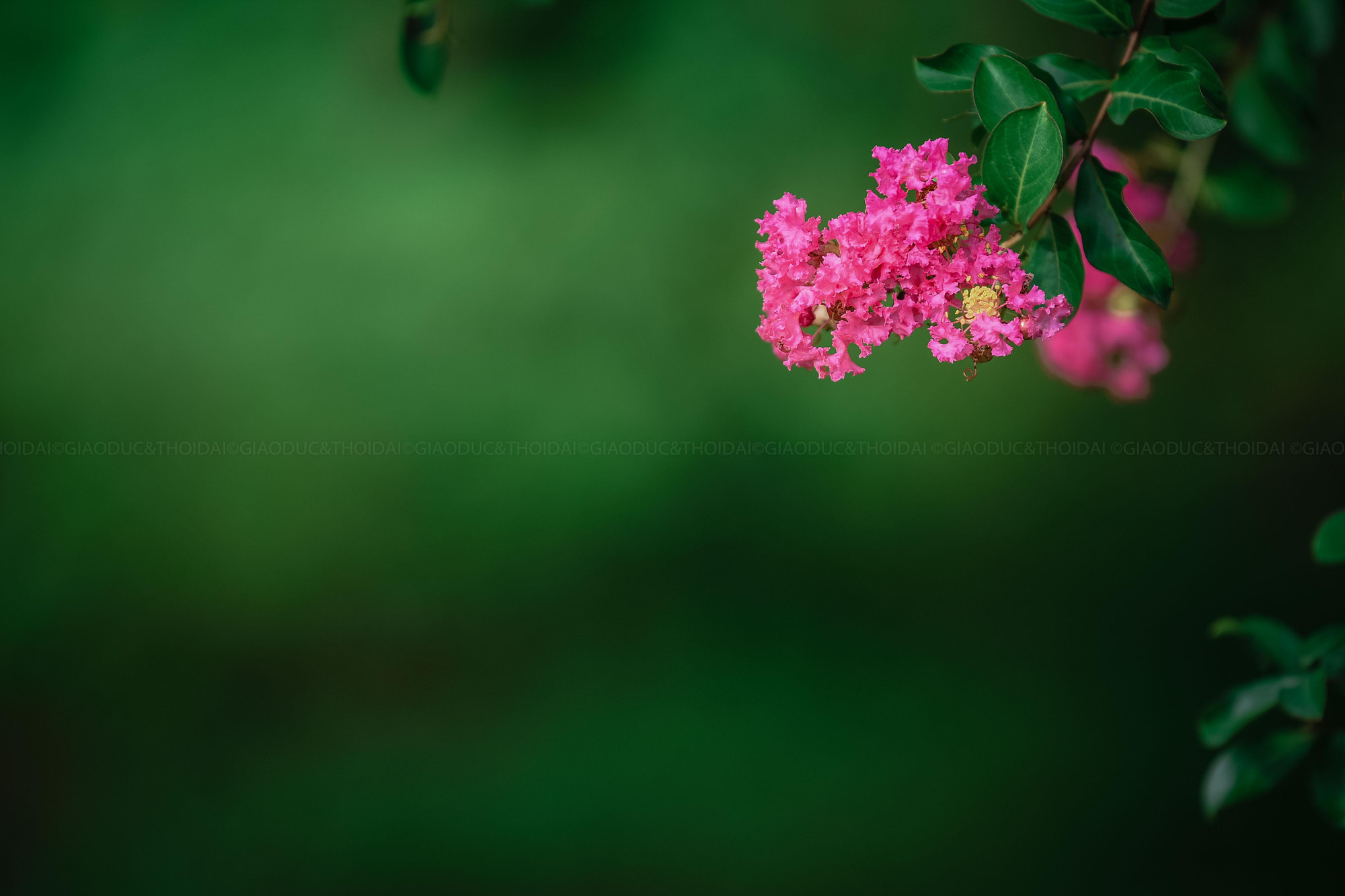 Hoa tường vi hay thường gọi là bằng lăng xẻ, nhiều người gọi thành hoa tử vi để tránh nhầm lẫn với hoa hồng leo tường vi (thuộc họ hoa hồng).