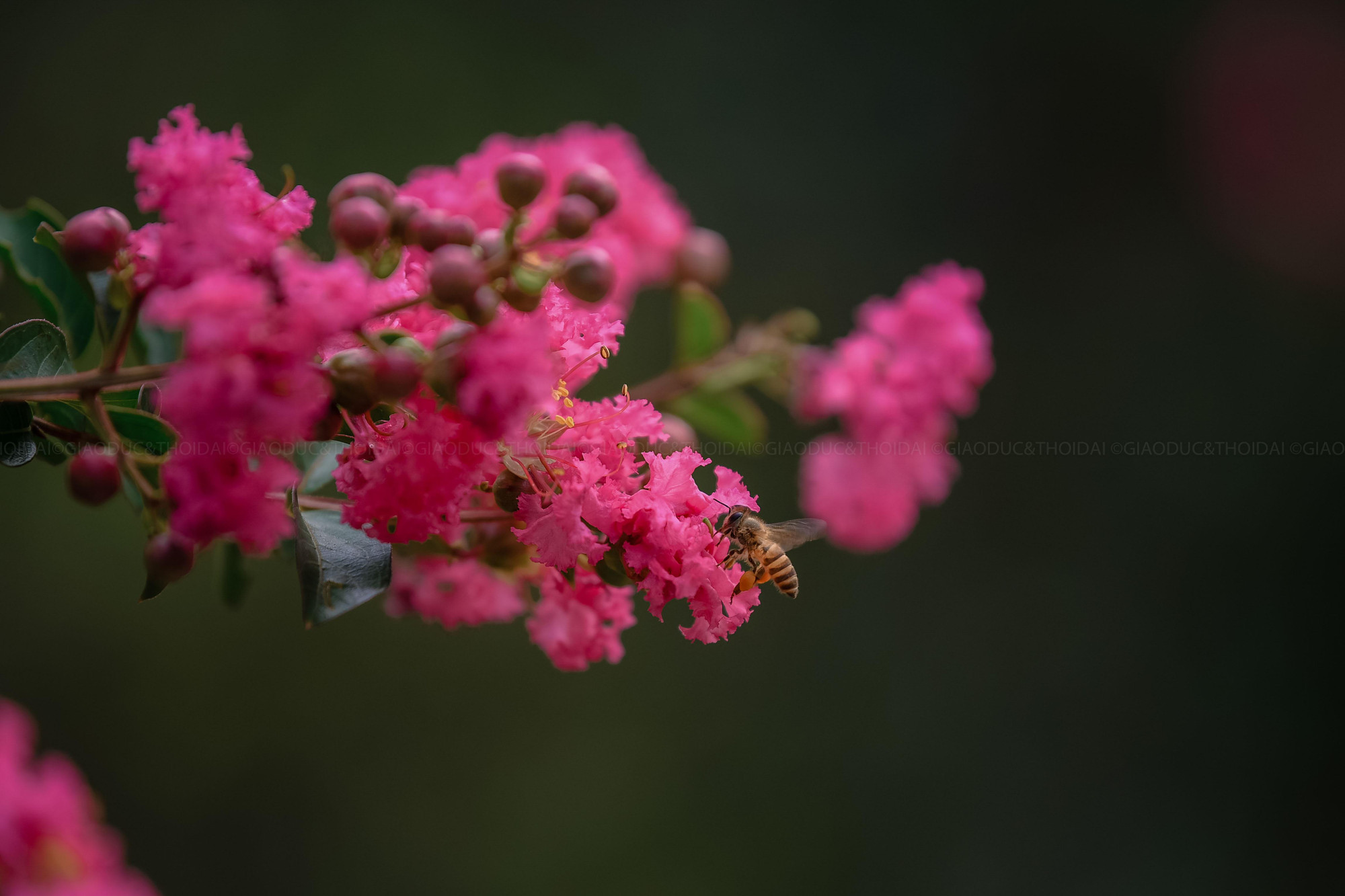 Hoa tường vi có nhiều màu, mỗi màu sắc lại có những ý nghĩa khác nhau, trong đó hoa tường vi hồng có ý nghĩa thổ lộ tình yêu.