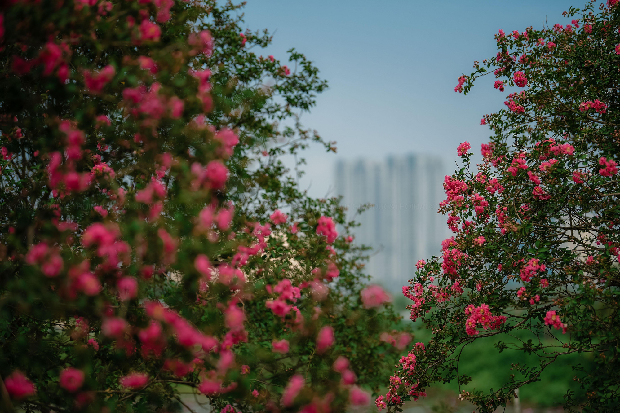 Vườn hoa tường vi đẹp mộng mơ tọa lạc tại tại một phim trường trong ngõ 300 Nguyễn Xiển như đưa du khách lạc vào xứ sở diệu kỳ.