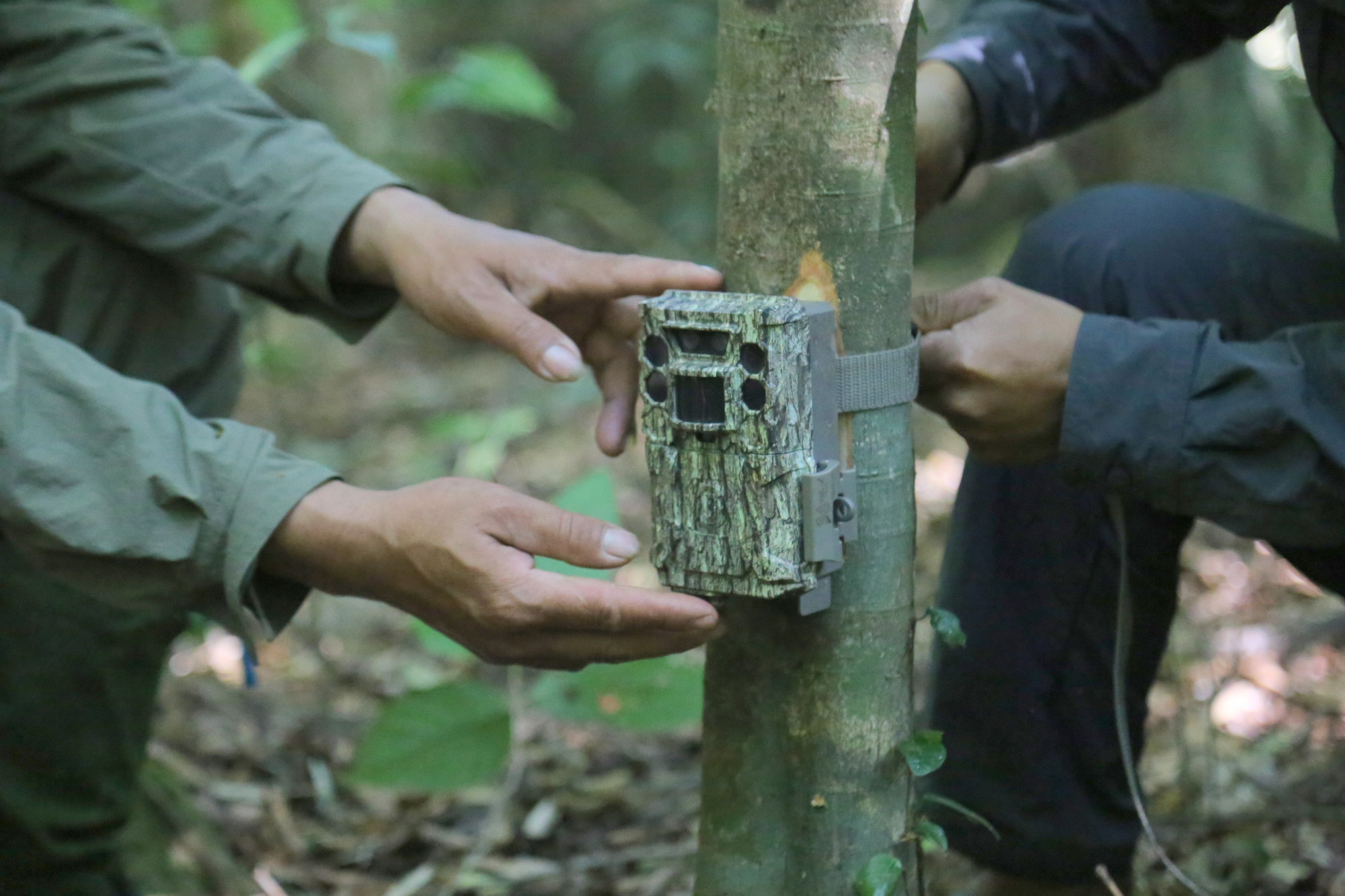 Máy bẫy ảnh được cán bộ Ban quản lý Khu BTTN buộc chặt vào 1 thân cây có đường kính nhỏ, nhưng chắc chắn và ít rung lắc. Loại máy này có lớp vỏ được ngụy trang, nên các loài động vật khó phát hiện ra.