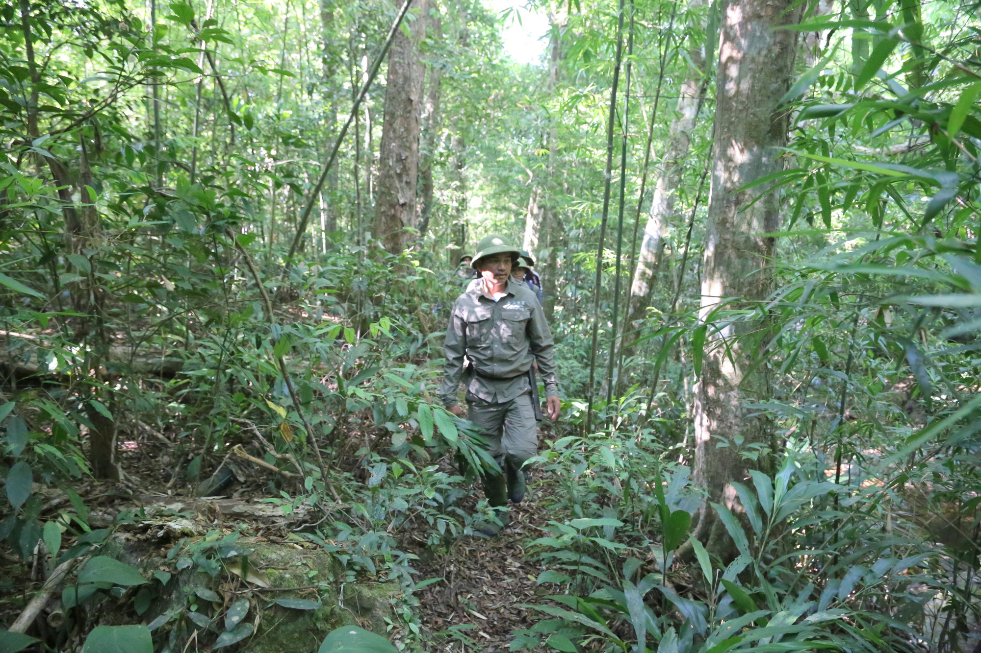 Khu bảo tồn thiên nhiên (BTTN) Bắc Hướng Hóa có tổng diện tích gần 23.500ha, rừng tự nhiên chiếm khoảng 21.400ha.