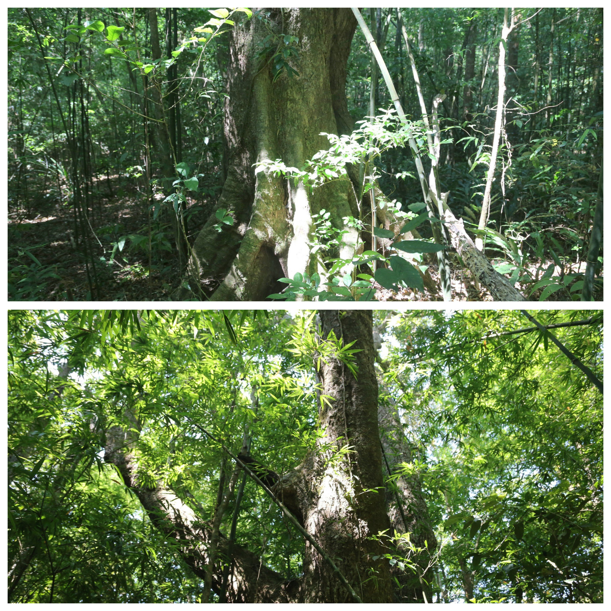 Những năm qua, công tác bảo vệ rừng, bảo vệ môi trường và động vật hoang dã luôn được quan tâm.