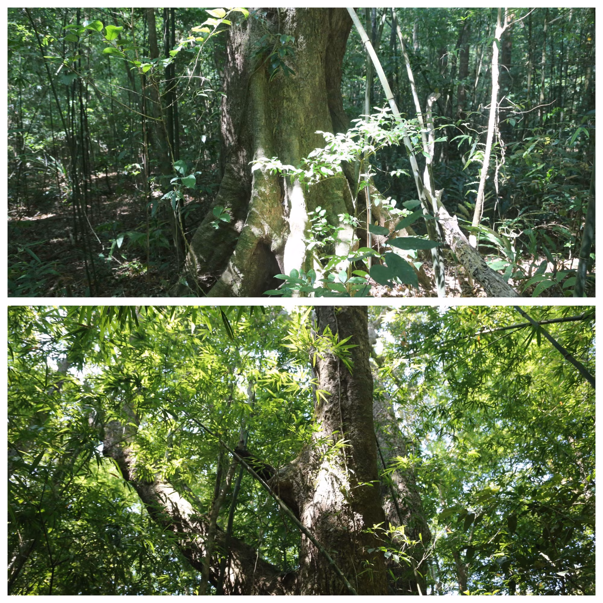 Những năm qua, công tác bảo vệ rừng, bảo vệ môi trường và động vật hoang dã luôn được quan tâm.