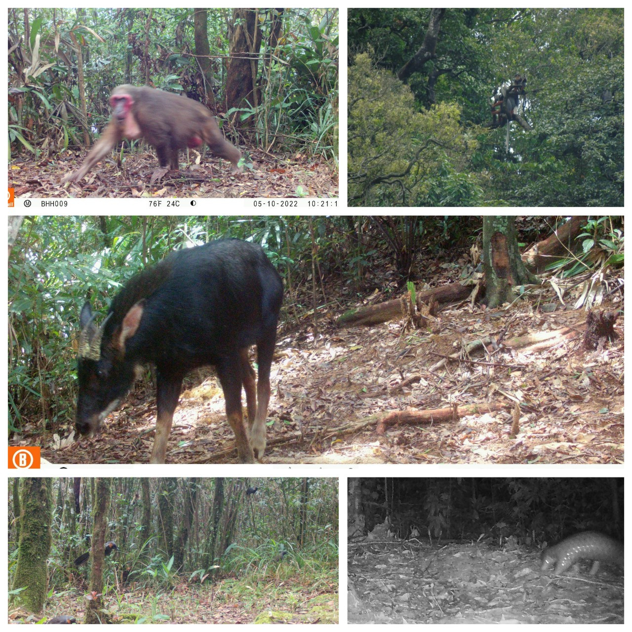 Thời gian qua, thông qua việc đặt bẫy ảnh, Ban quản lý Khu BTTN Bắc Hướng Hóa đã ghi nhận rất nhiều loài động vật quý hiếm, như tê tê, sơn dương, voọc Hà Tĩnh...