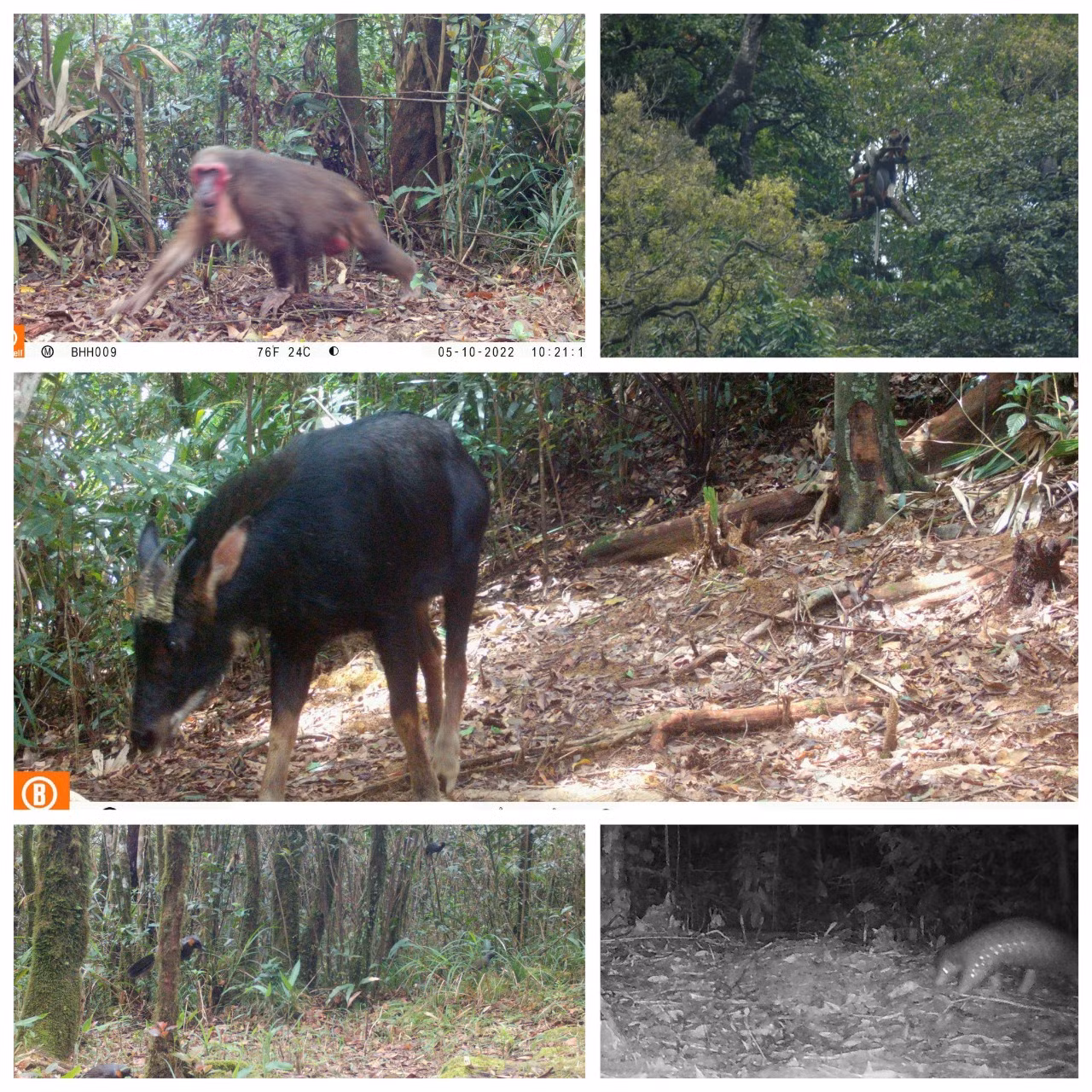 Thời gian qua, thông qua việc đặt bẫy ảnh, Ban quản lý Khu BTTN Bắc Hướng Hóa đã ghi nhận rất nhiều loài động vật quý hiếm, như tê tê, sơn dương, voọc Hà Tĩnh...