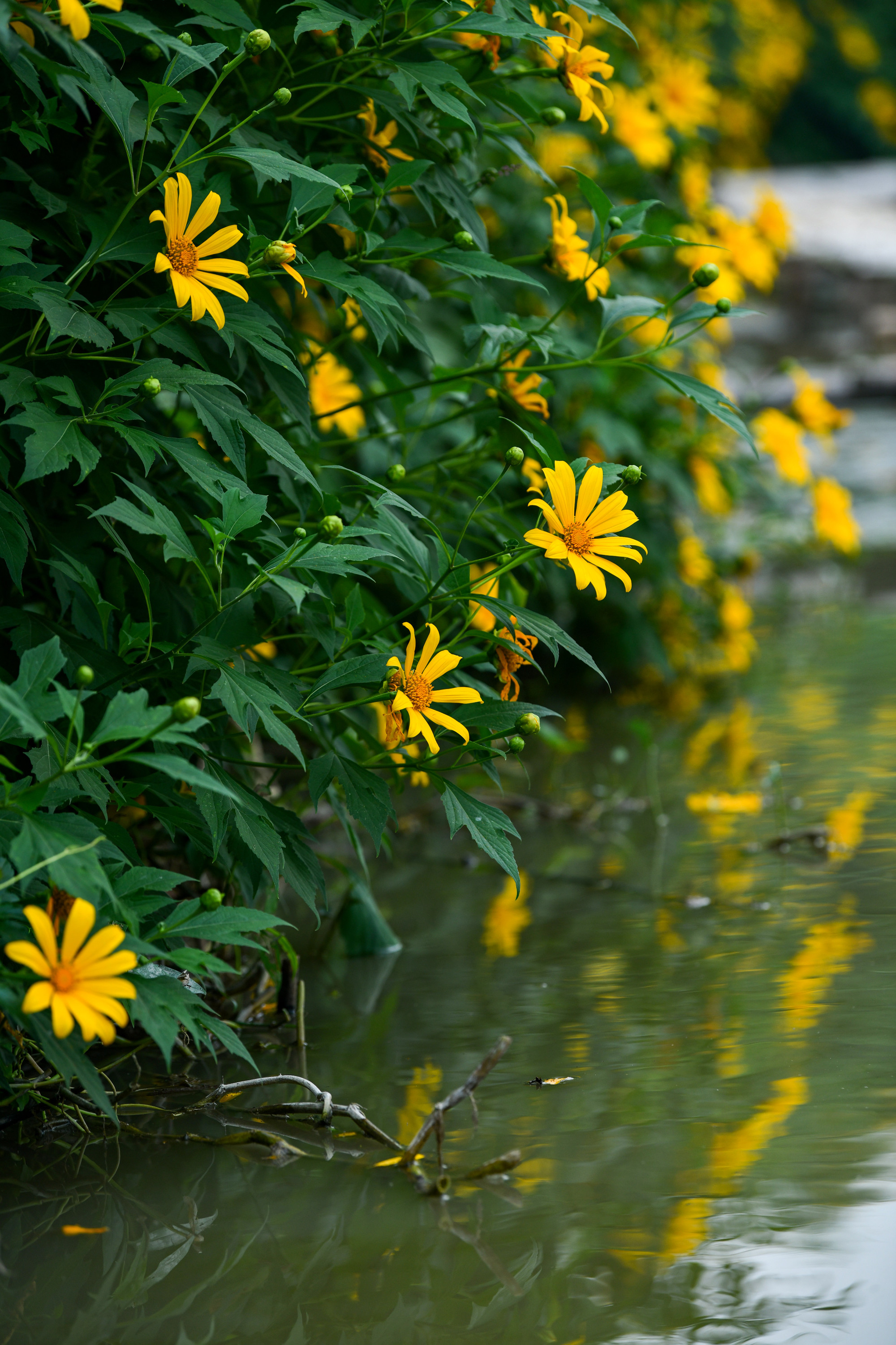 Nhiều năm trước, để chụp ảnh bên vườn hoa dã quỳ, nhiều người phải cất công vào tận Đà Lạt hay lên Vườn Quốc gia Ba Vì mới được trải nghiệm cảm giác đứng giữa rừng hoa nở vàng rực này.