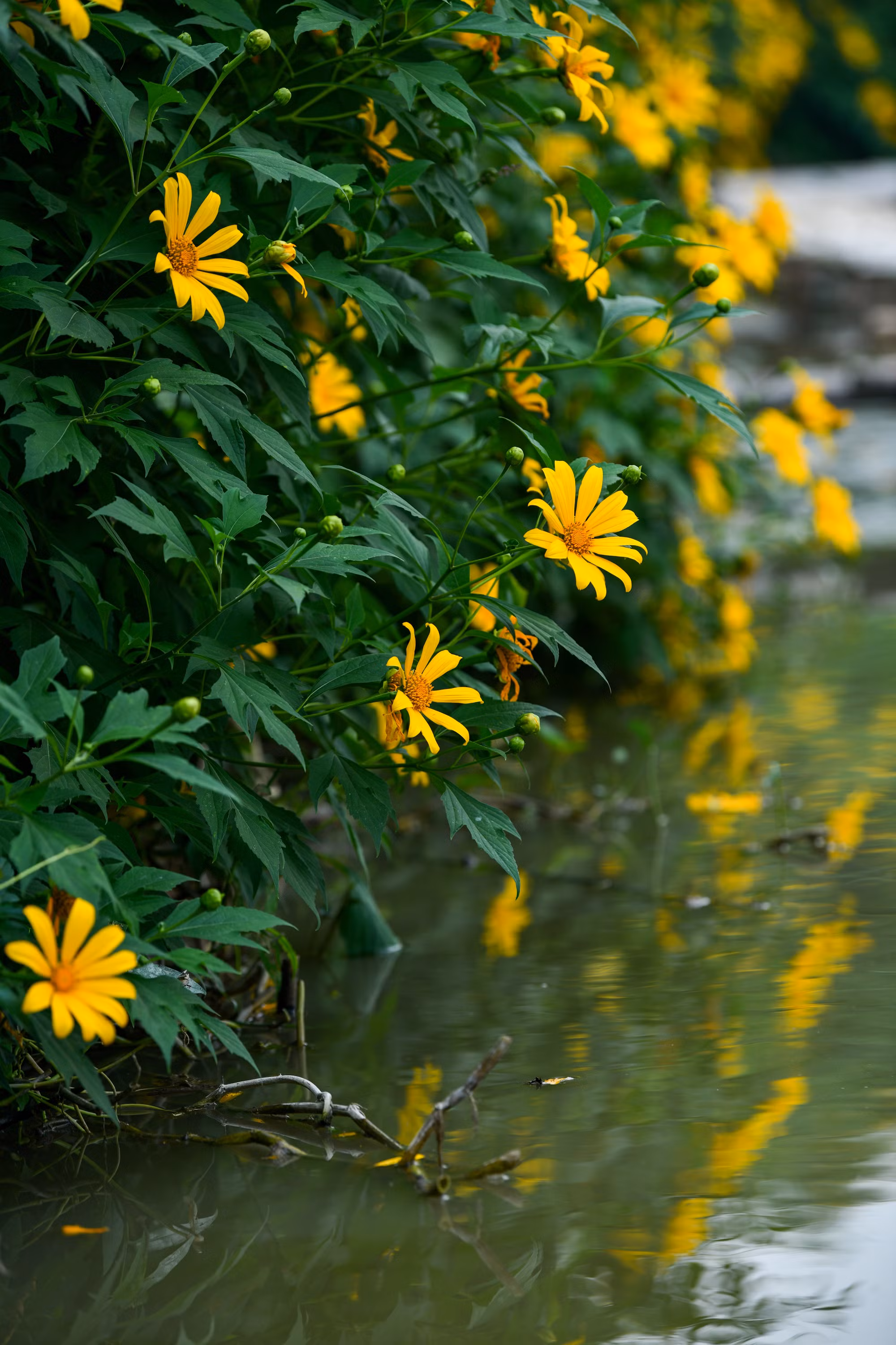 Nhiều năm trước, để chụp ảnh bên vườn hoa dã quỳ, nhiều người phải cất công vào tận Đà Lạt hay lên Vườn Quốc gia Ba Vì mới được trải nghiệm cảm giác đứng giữa rừng hoa nở vàng rực này.