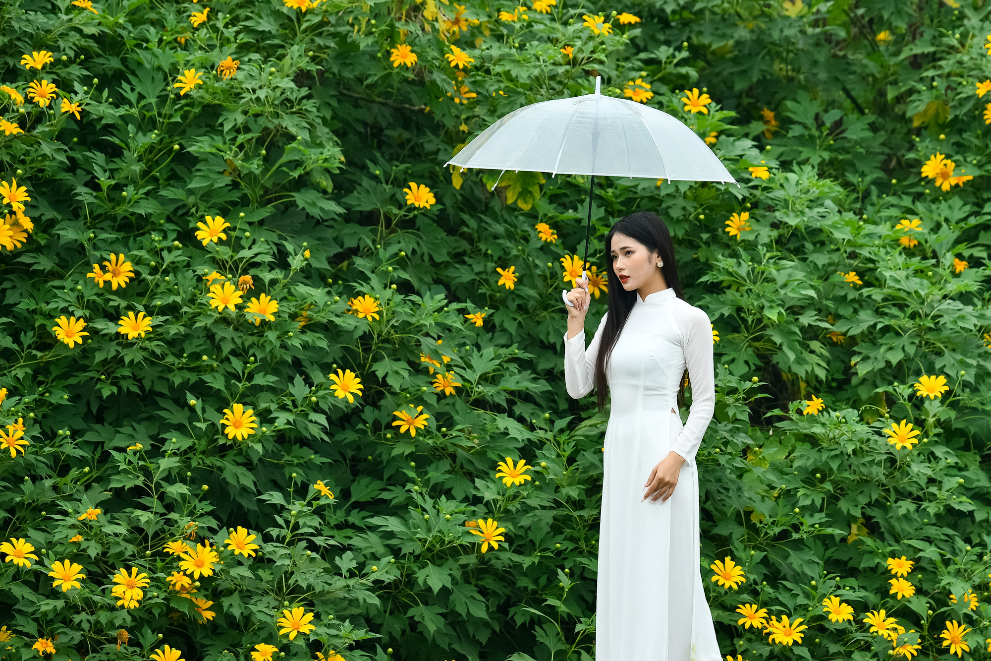 Vườn hoa dã quỳ tại phường Xuân Đỉnh (quận Bắc Từ Liêm, Hà Nội), được ví như một Đà Lạt thu nhỏ giữa lòng Thủ đô.