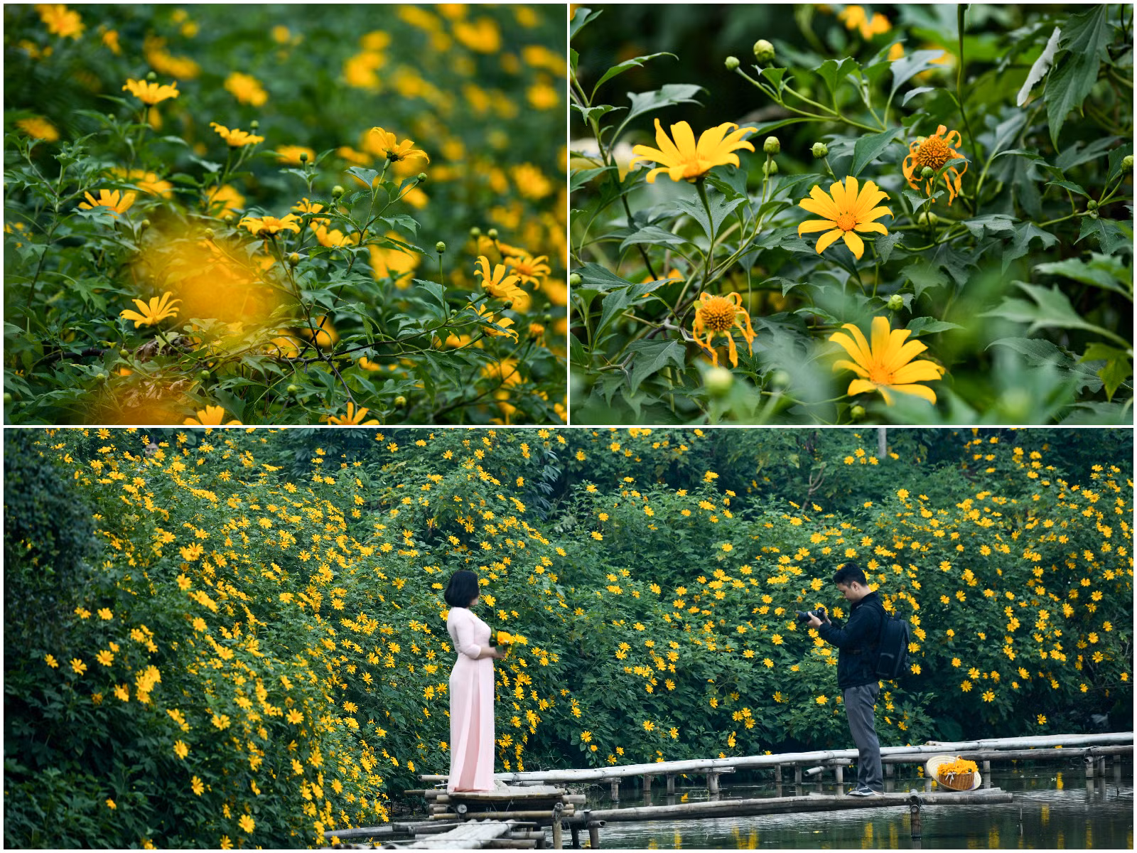 Cách đây vài năm, vườn hoa tại ngõ 408 đường Xuân Đỉnh chỉ có hơn chục cây hoa dã quỳ (được một người làm vườn mang về từ Vườn quốc gia Ba Vì), giờ đây chủ vườn đã nhân ra hàng trăm gốc hoa sinh trưởng tươi tốt.