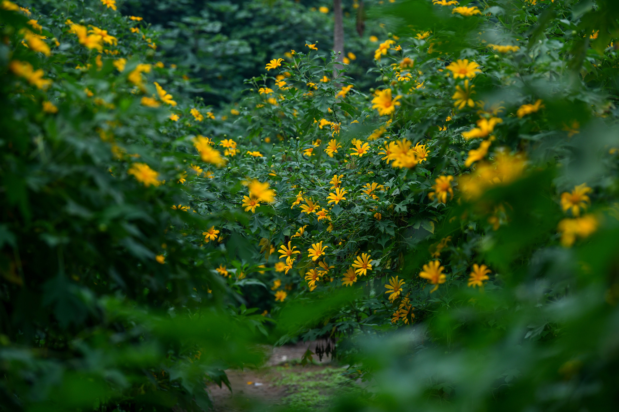 Không chỉ khu vực cầu tre, mà phía bên trên một không gian với những lối nhỏ phủ đầy hoa làm cho ai đến cũng như lạc giữa rừng hoa dã quỳ.