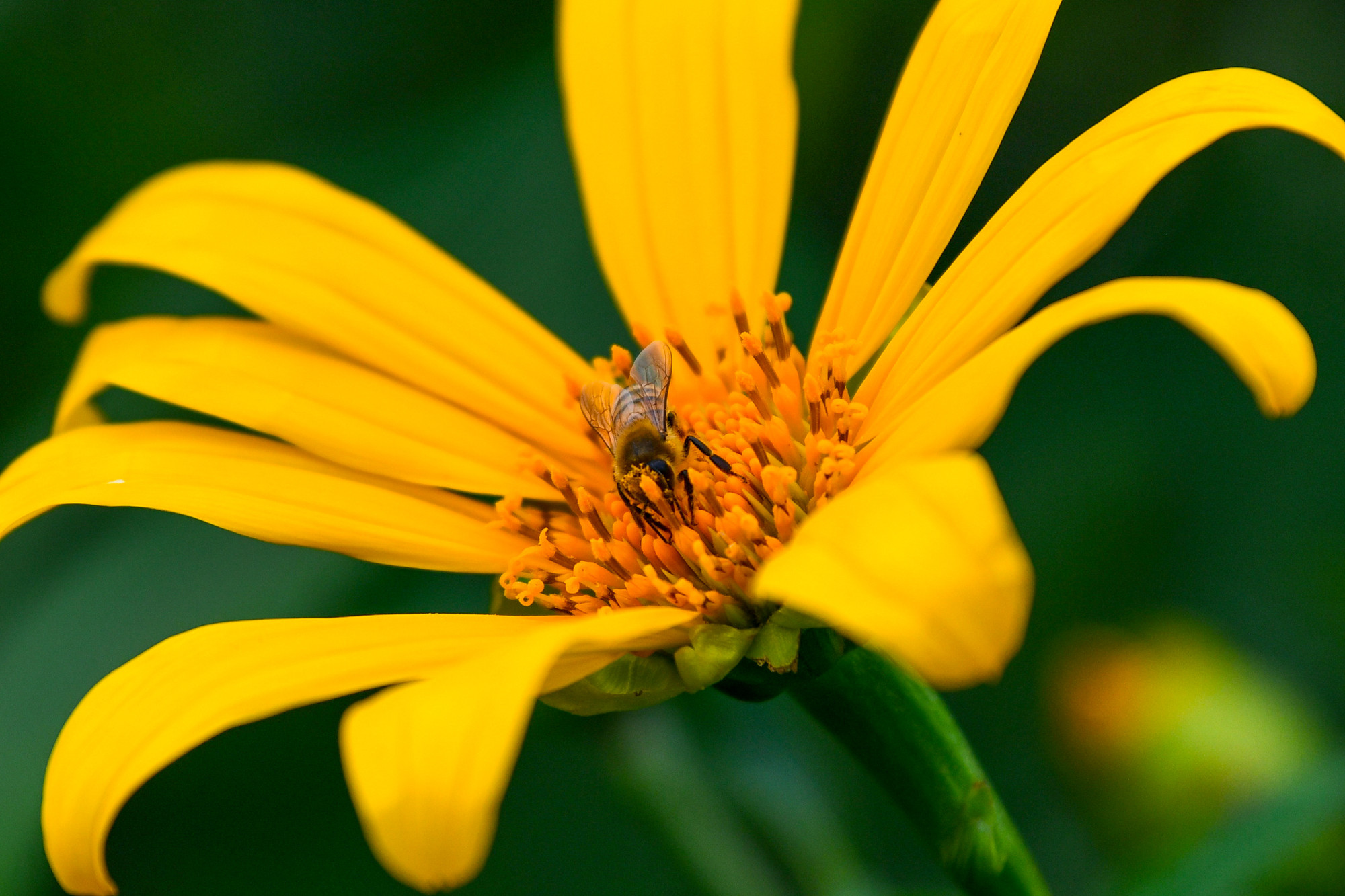Sắc vàng dân dã cùng sức sống mạnh mẽ cũng đủ khiến người ta yêu mê mẩn loài hoa dã quỳ.